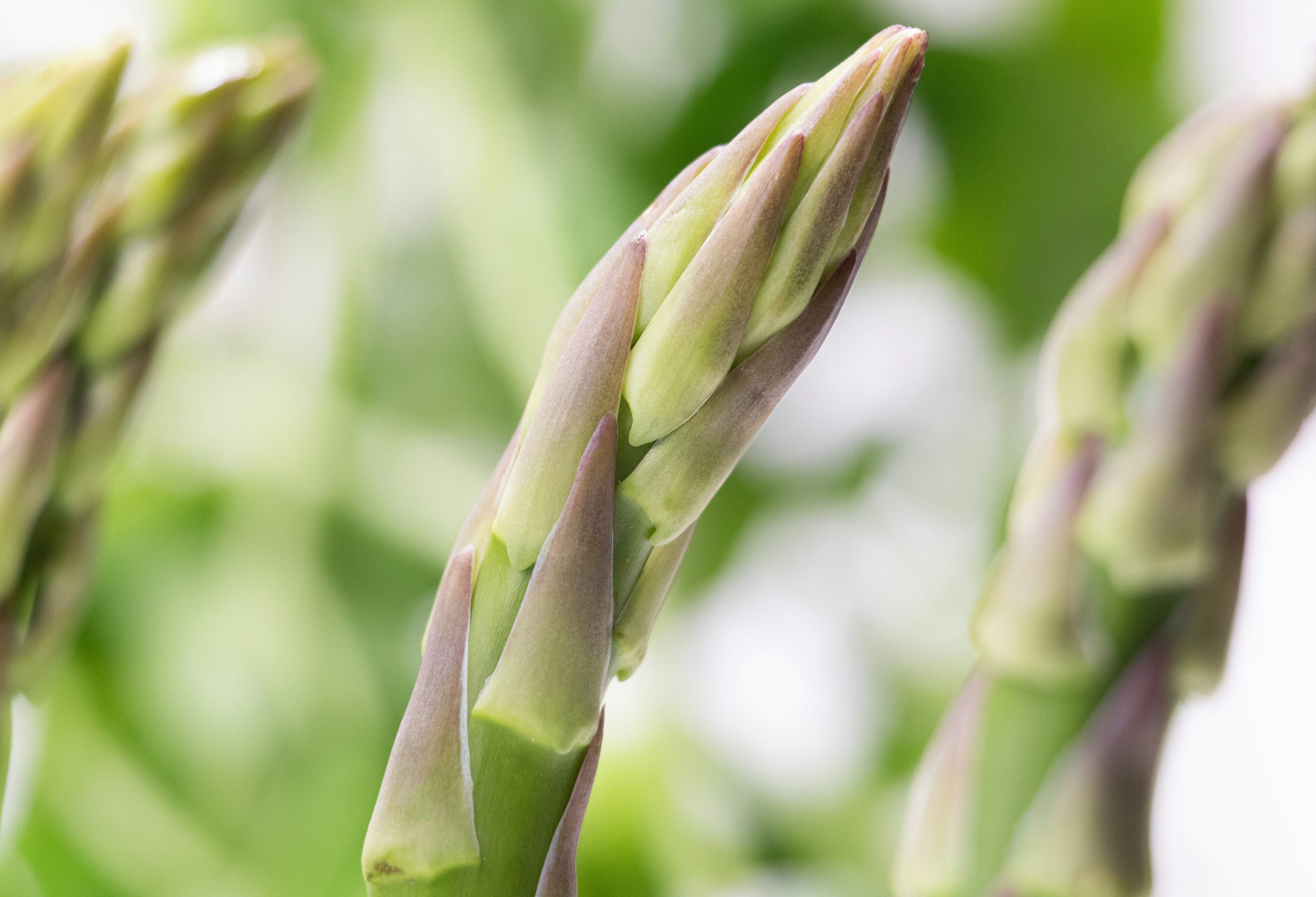 Close up of fresh green asparagus spears.