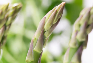 Close up of fresh green asparagus spears.