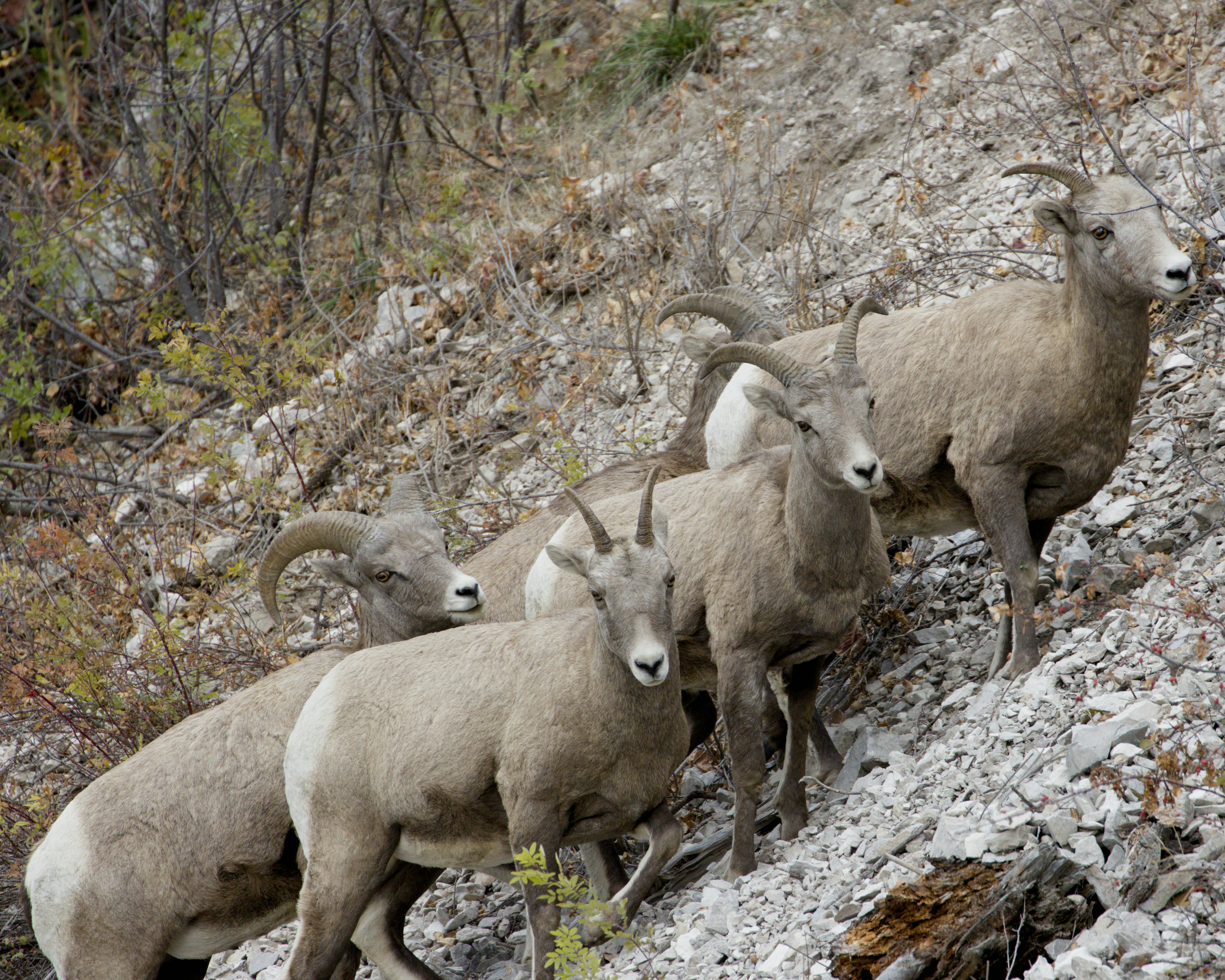 Kawanan domba bighorn di lereng berbatu.