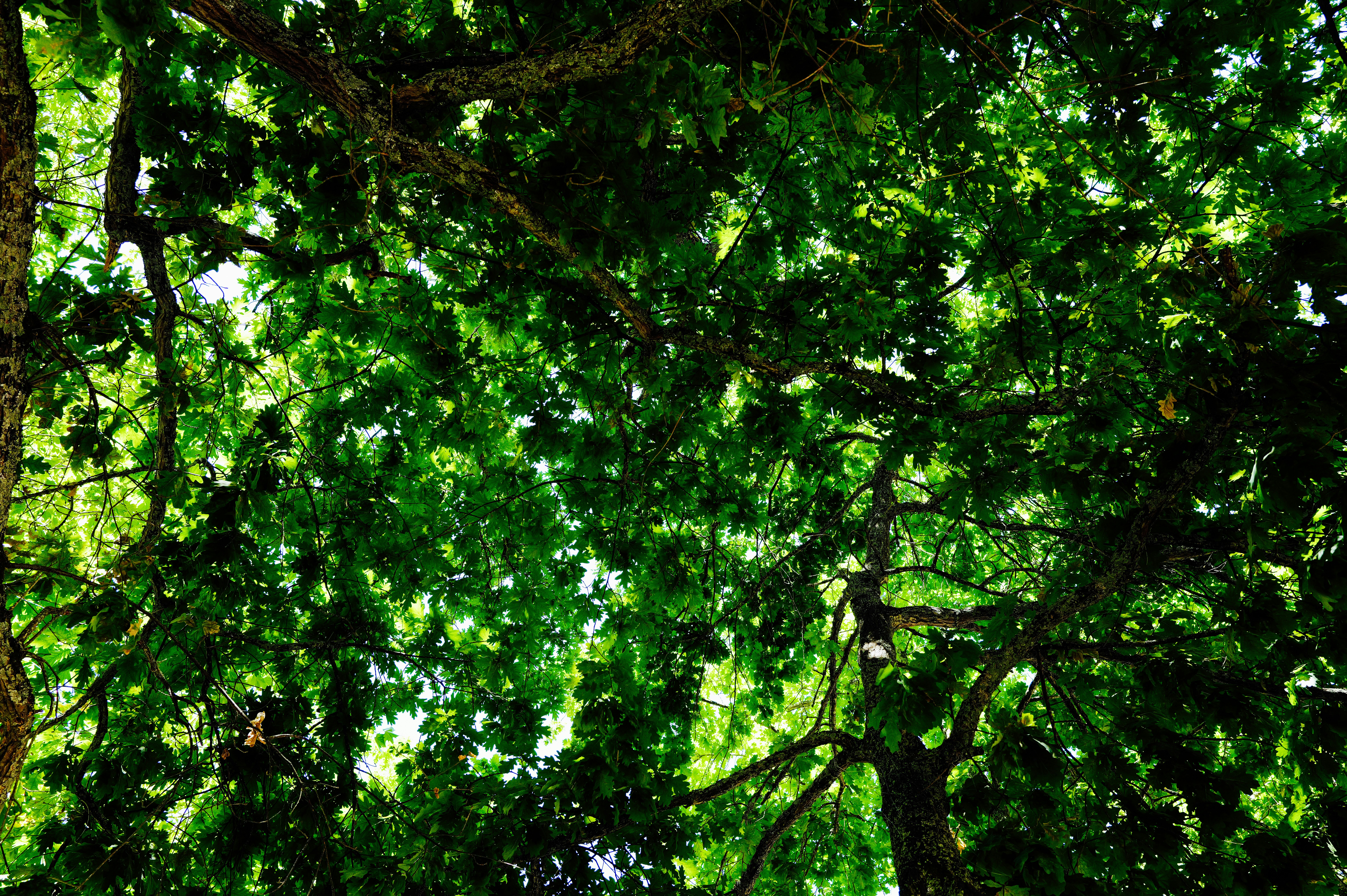 Photo by adrienolichon