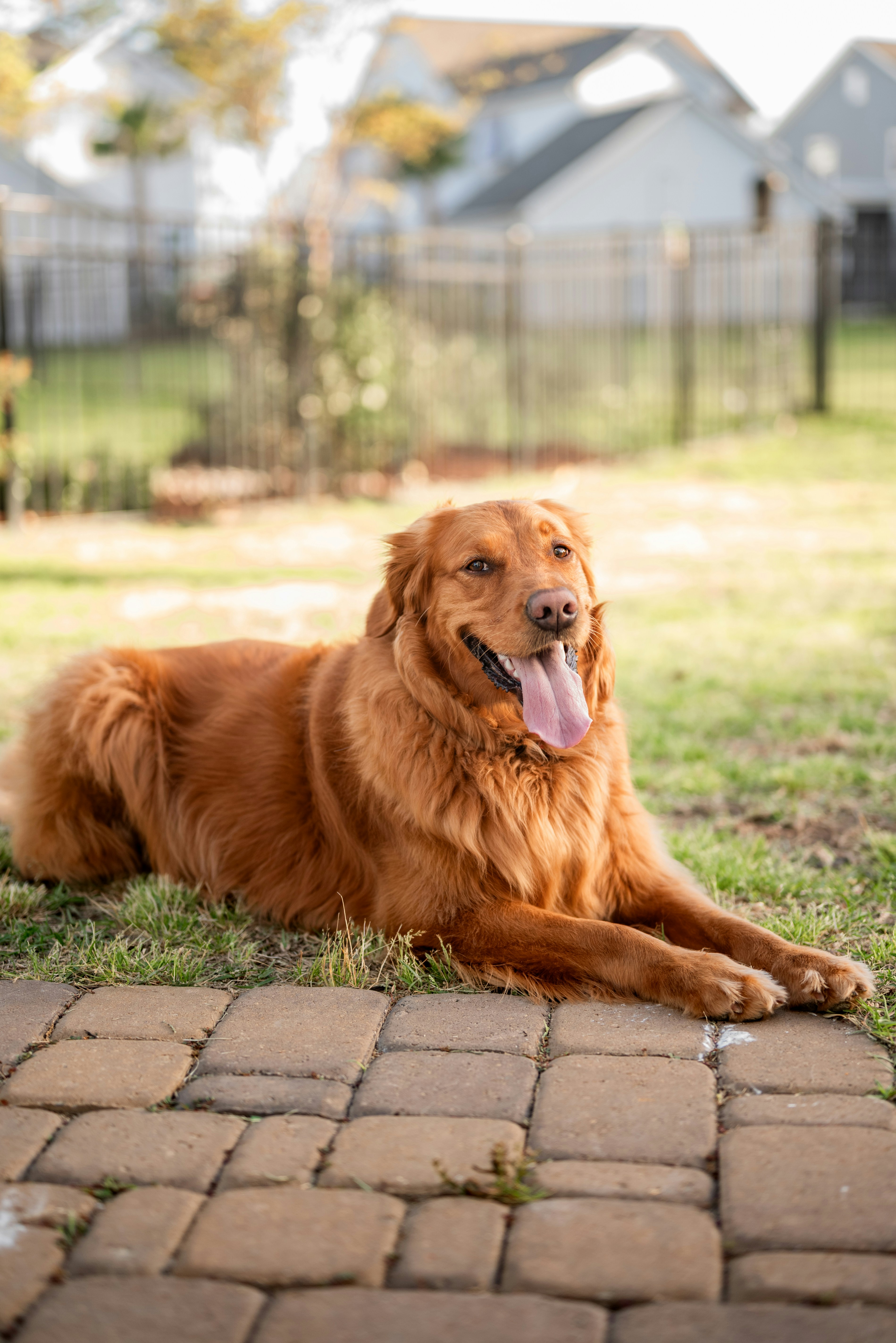 A golden retriever dog lies on a brick patio.
