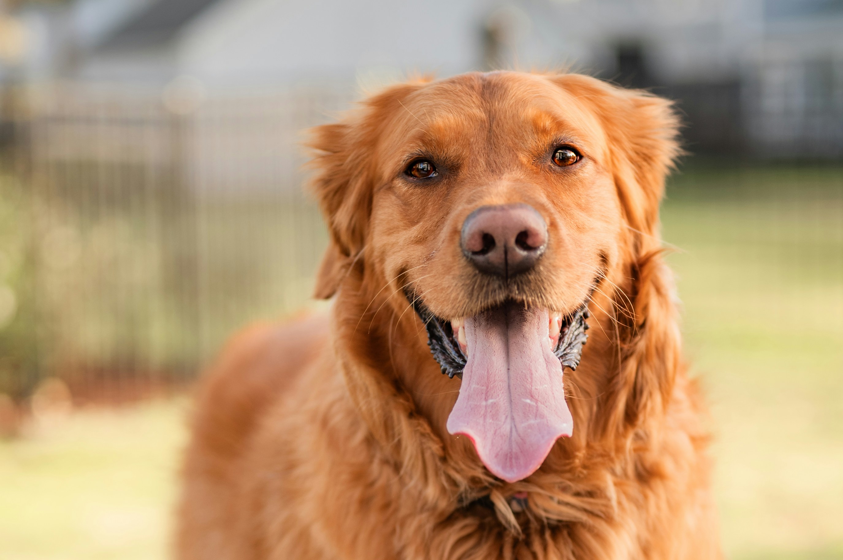 A happy golden retriever dog with its tongue out.