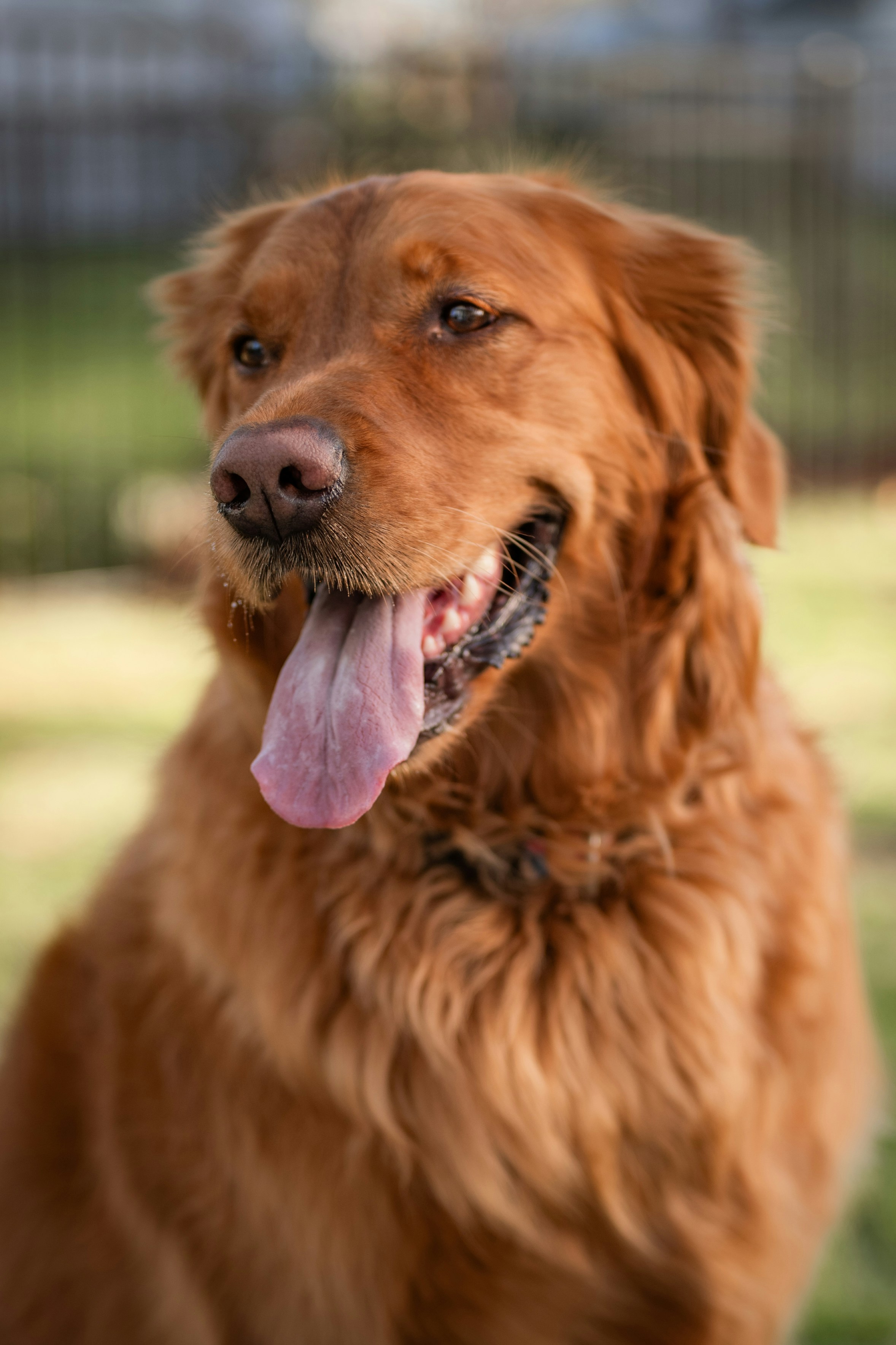 A happy golden retriever with its tongue out
