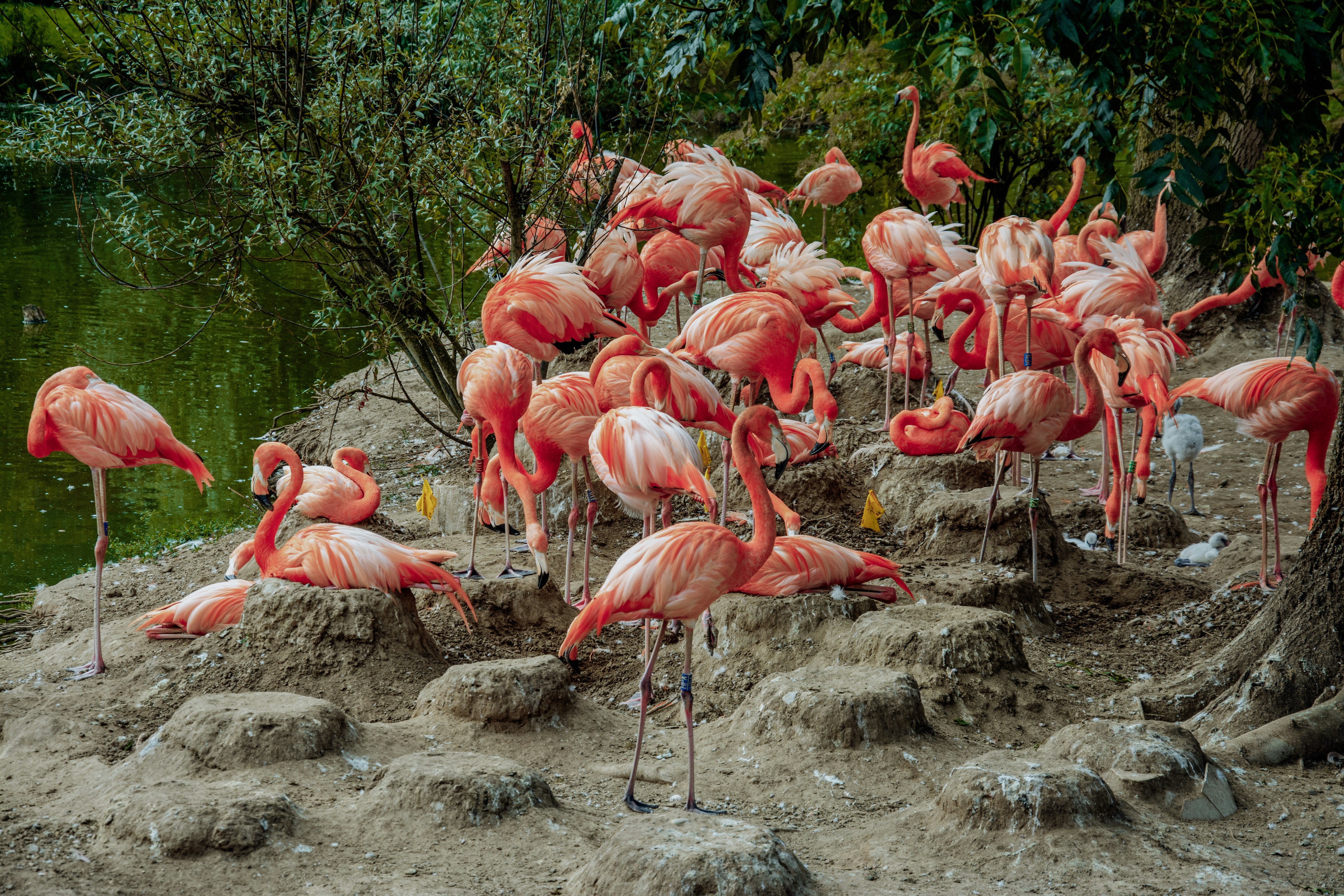Una bandada de flamencos rosas se reunió en la orilla rocosa