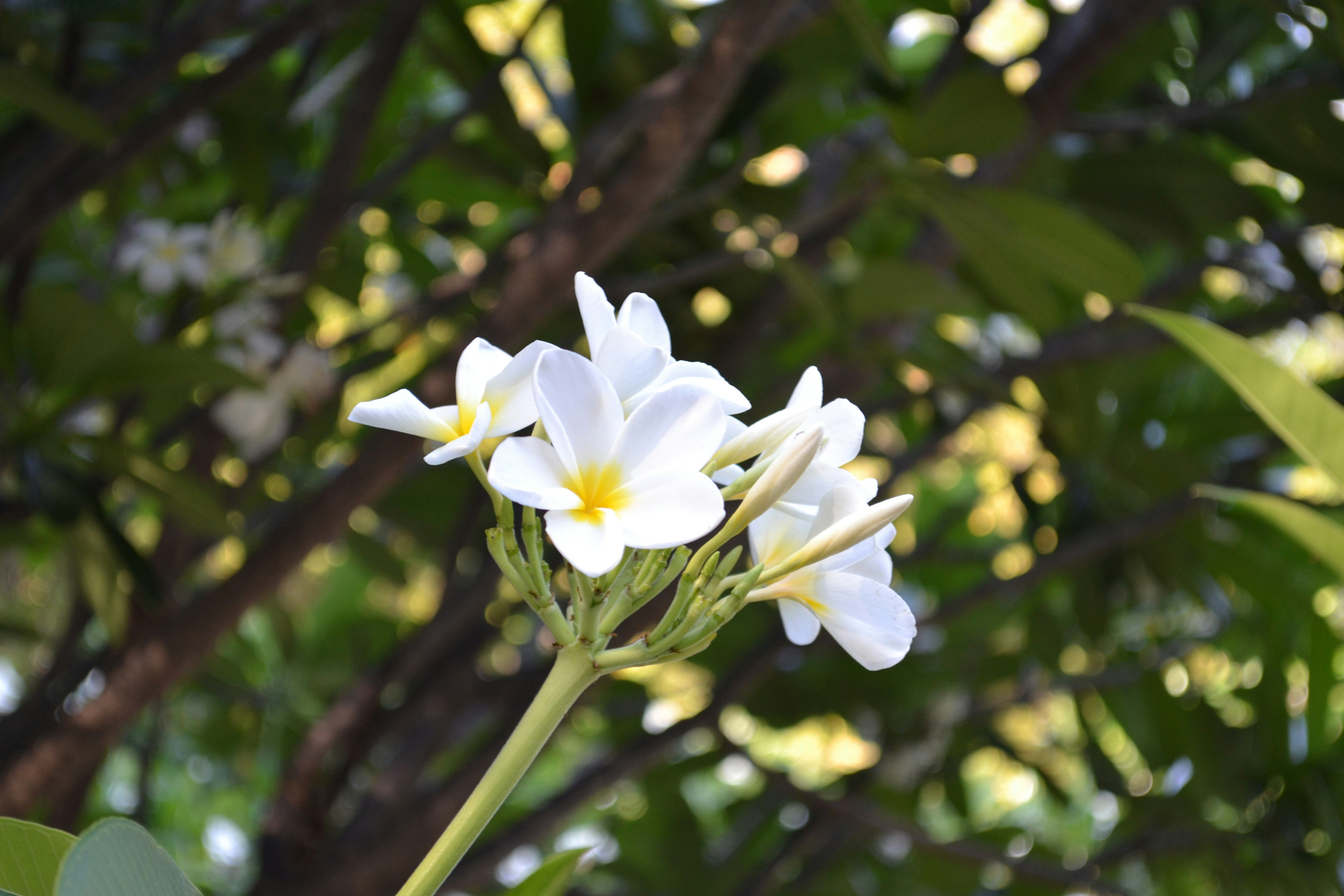 I fiori di plumeria bianca sbocciano su un fusto verde.