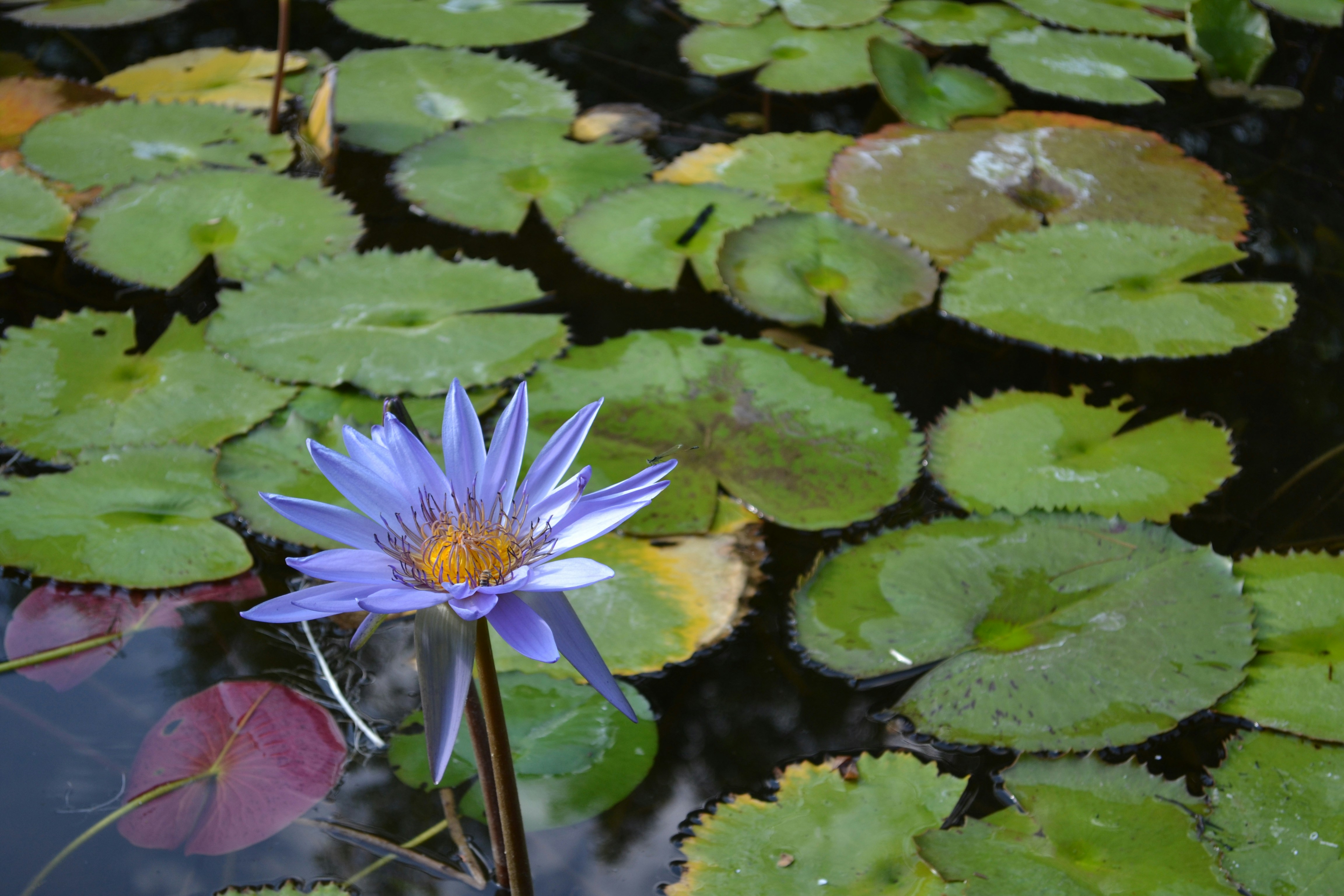 Una singola ninfea viola fiorisce tra i cuscinetti verdi.