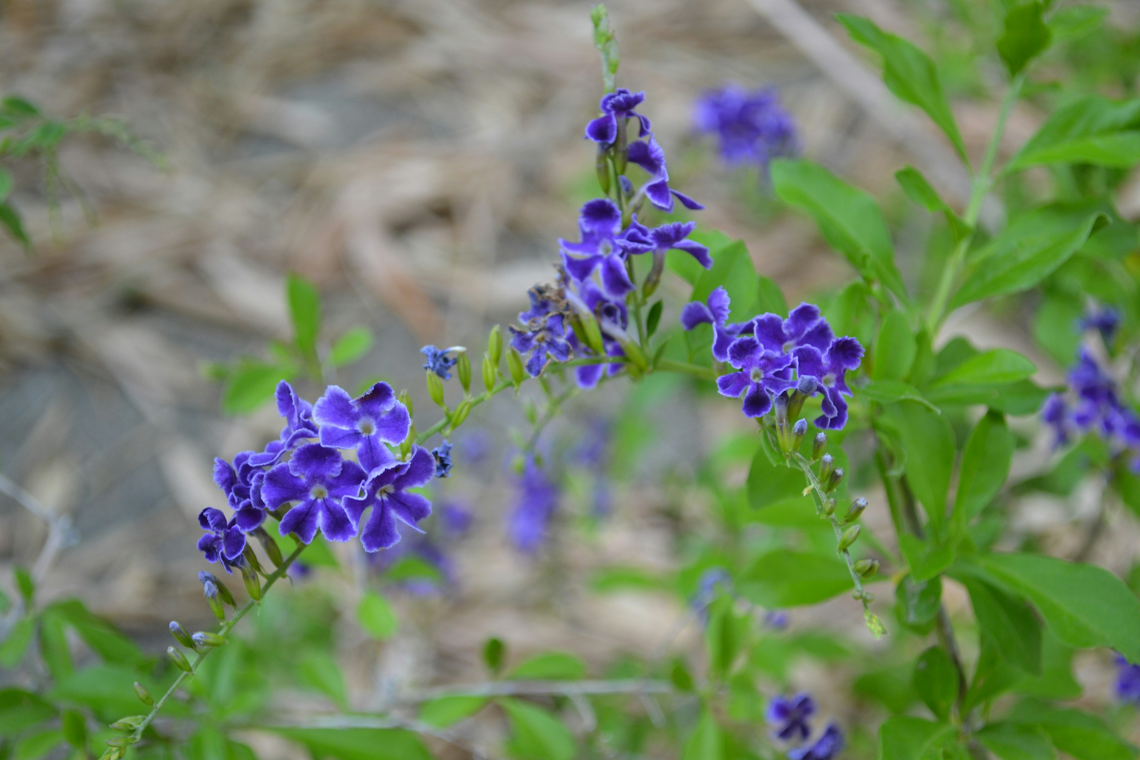 Piccoli fiori viola su una pianta verde a foglia.
