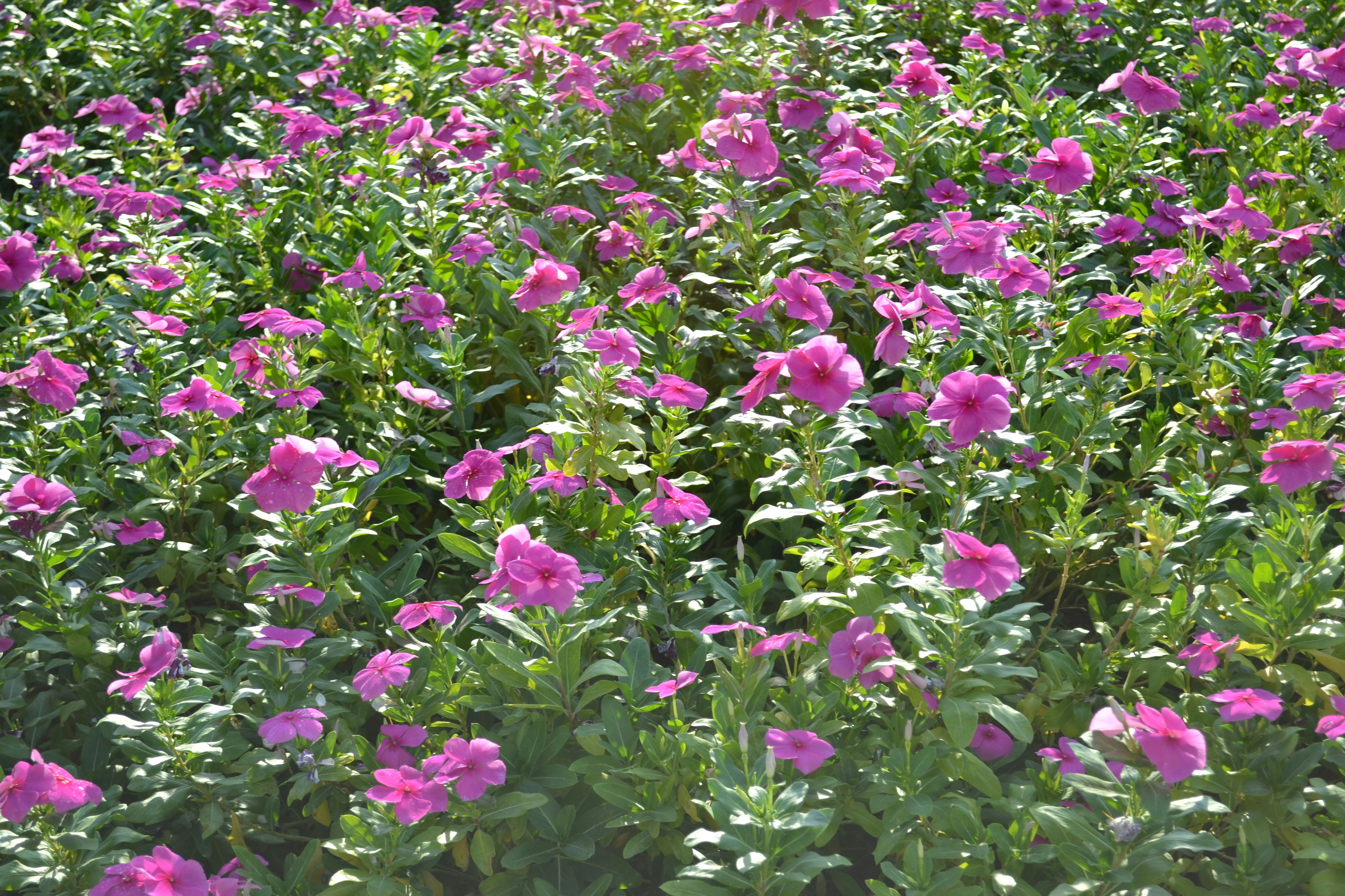 Un campo fitto di fiori rosa vivaci sotto la luce del sole.