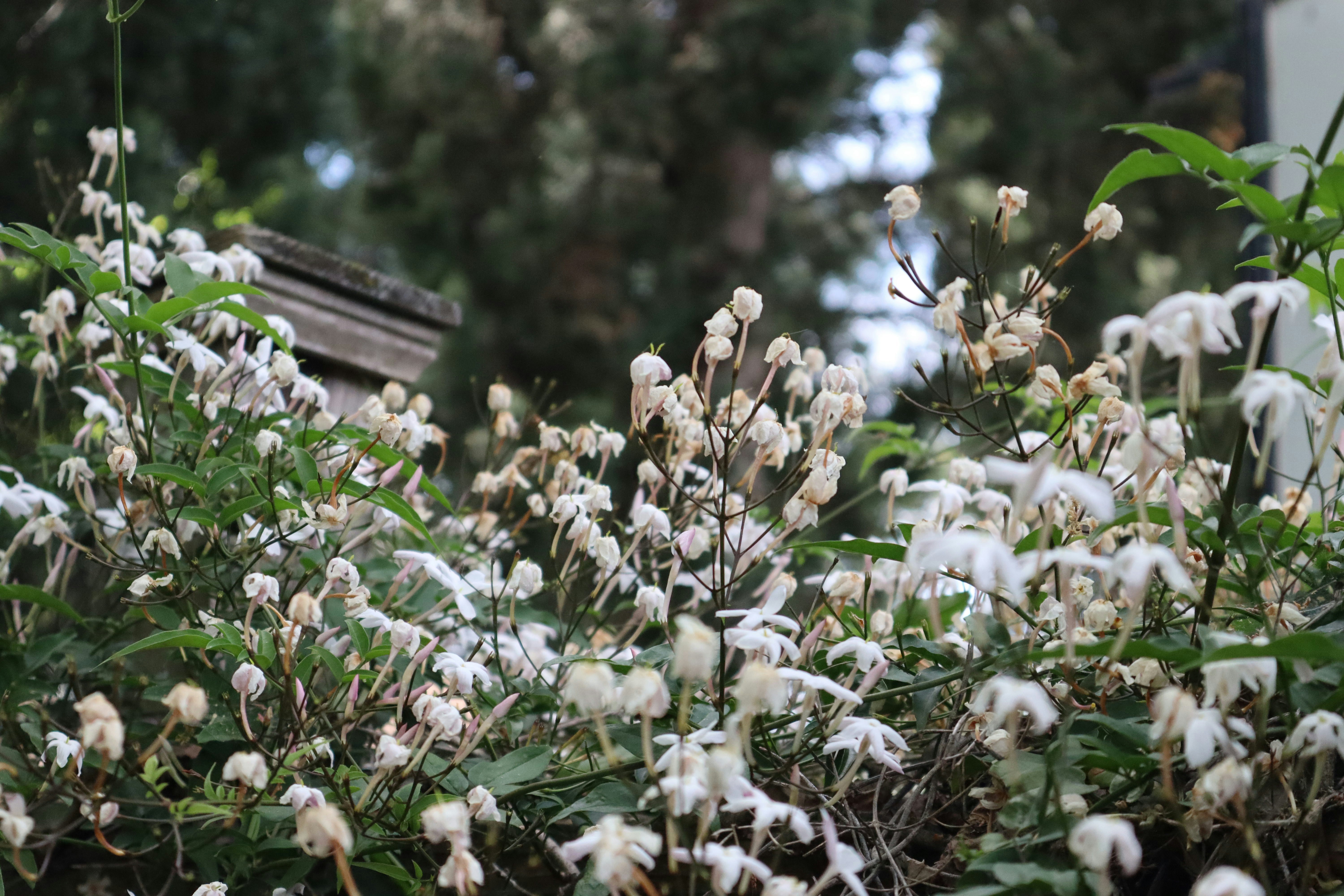 Delicate white flowers bloom amidst lush green foliage