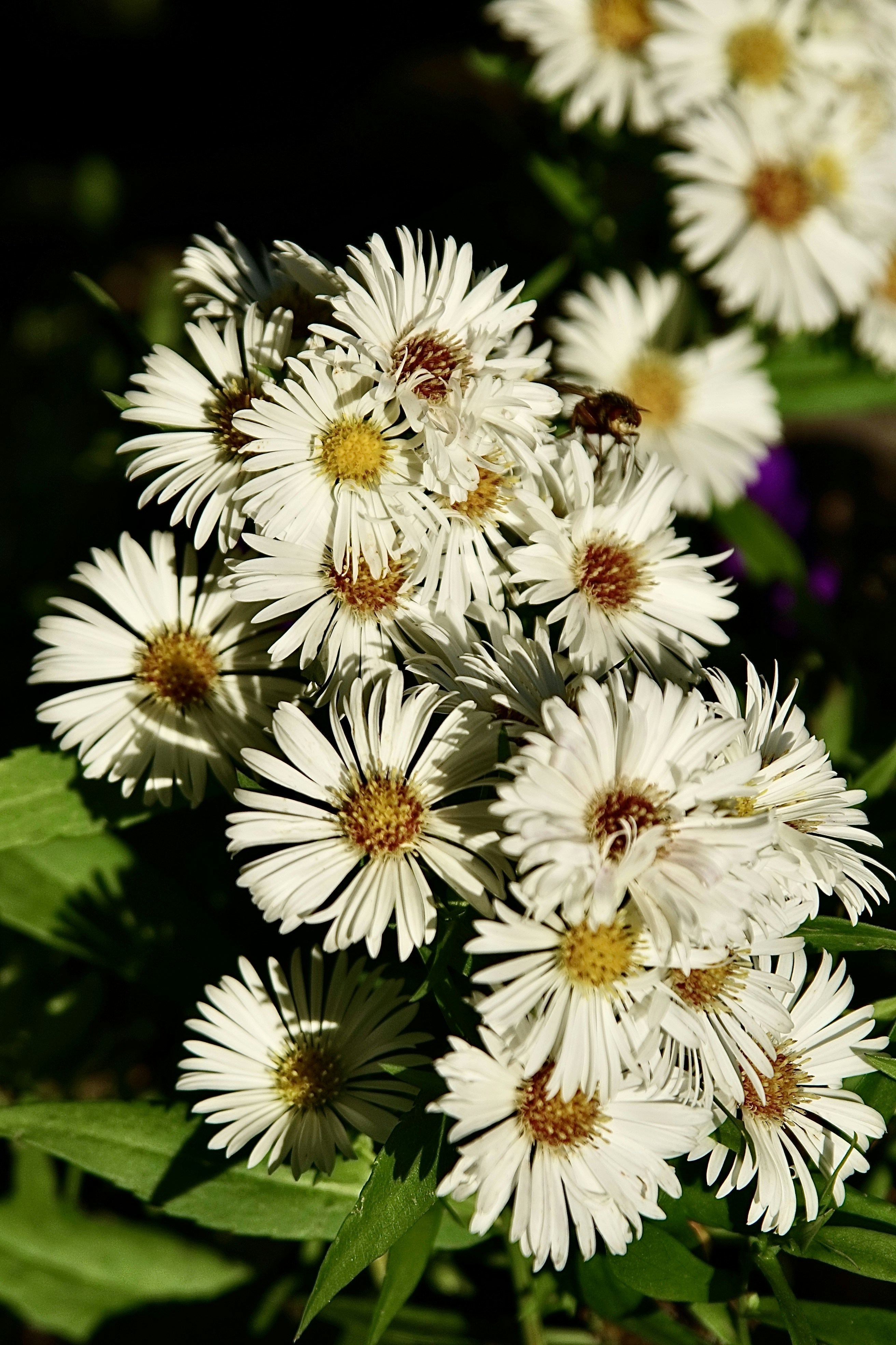 A cluster of white daisies with a bee collecting pollen.