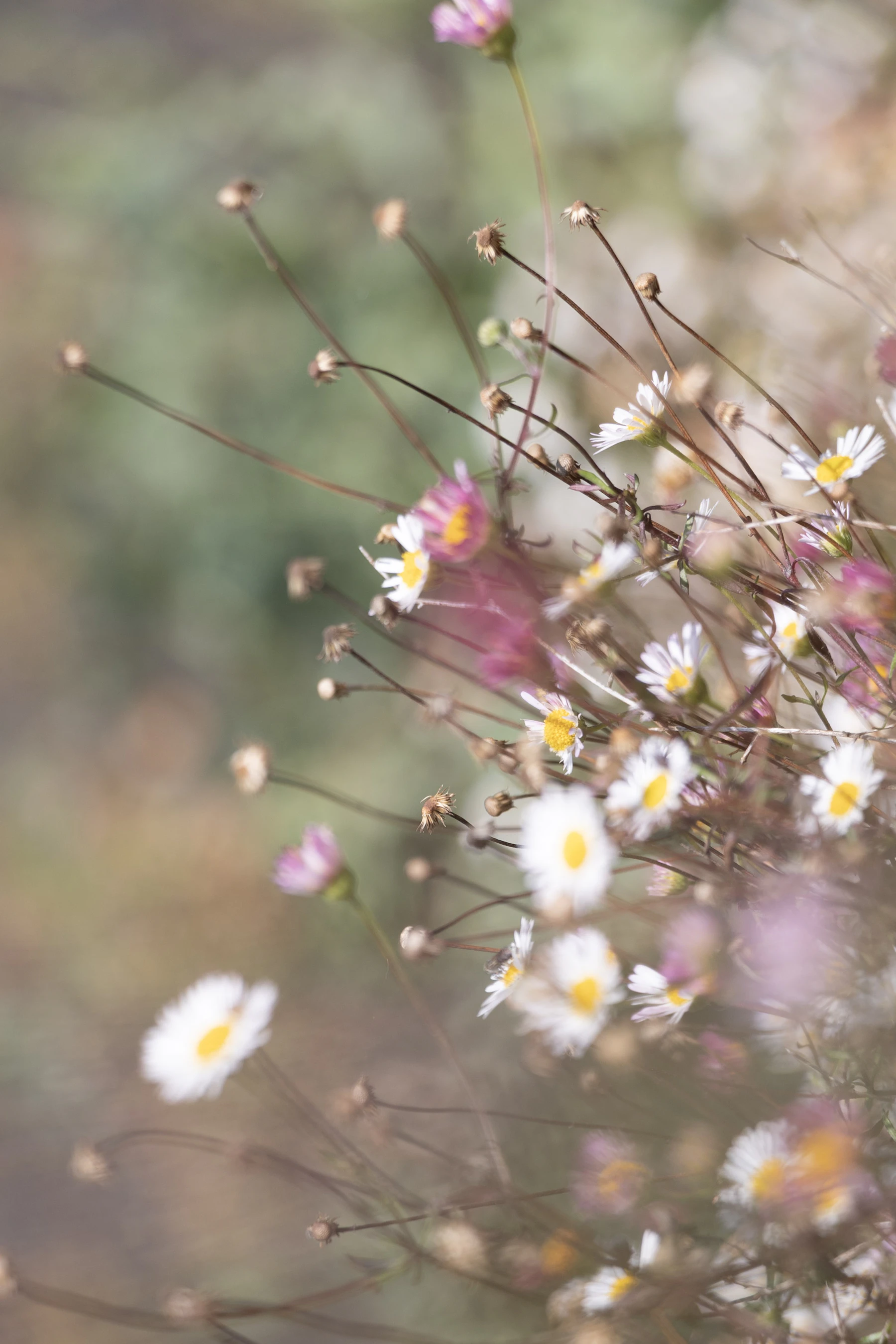 Delicate wildflowers in soft focus, life returning at its own pace.