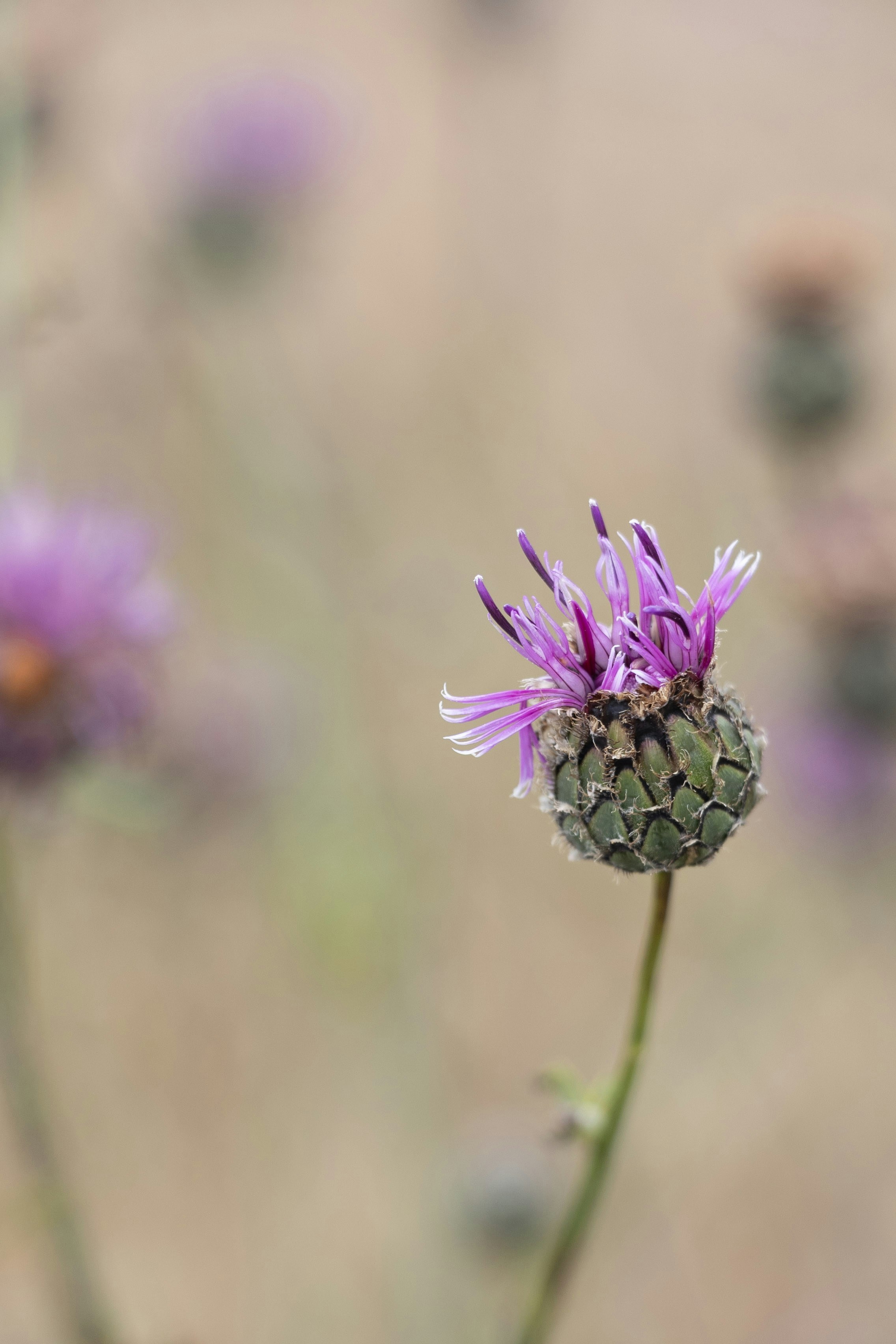 Eine einzelne violette Distelblume blüht auf einem Feld.