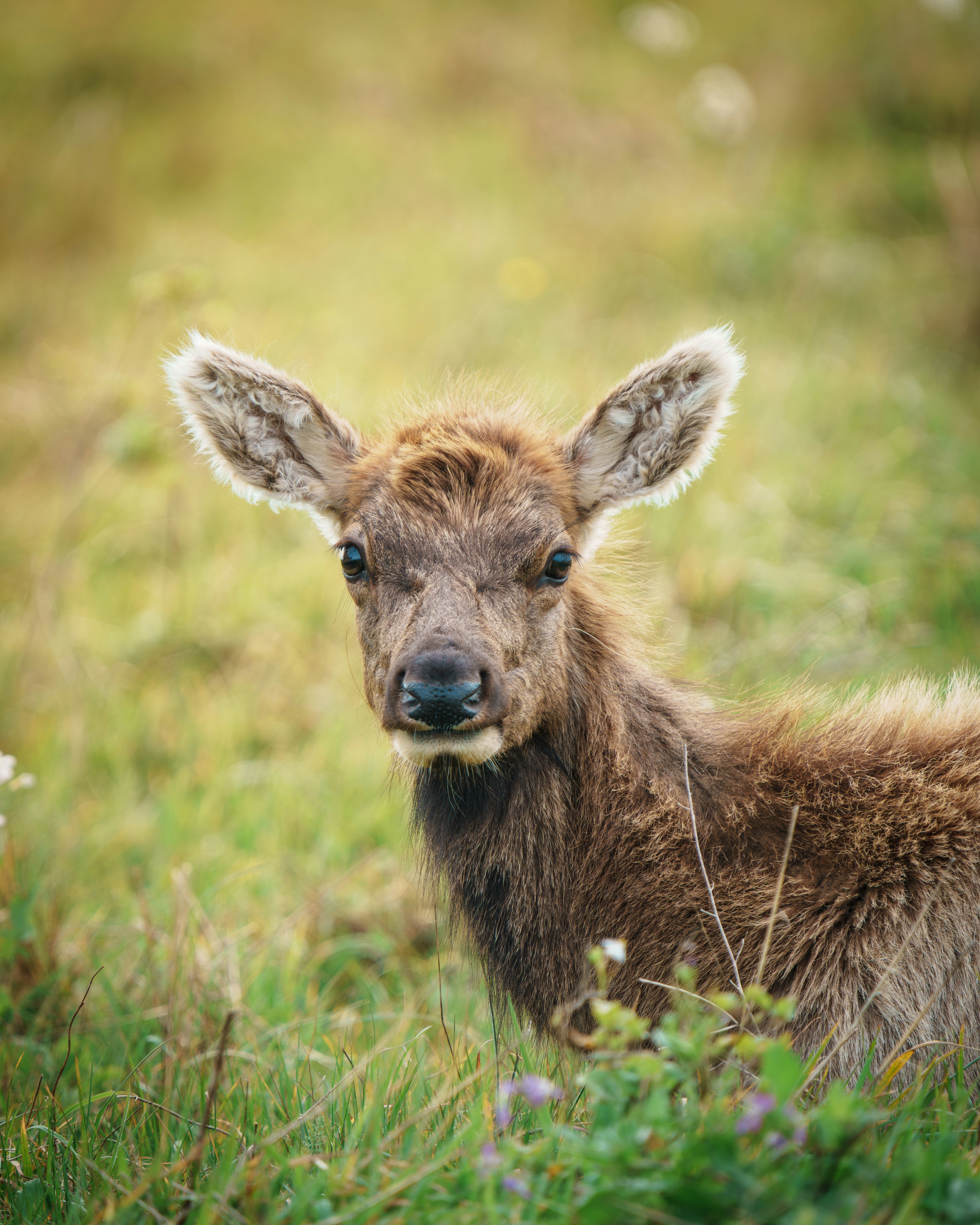 Un giovane cervo si trova in un campo erboso.