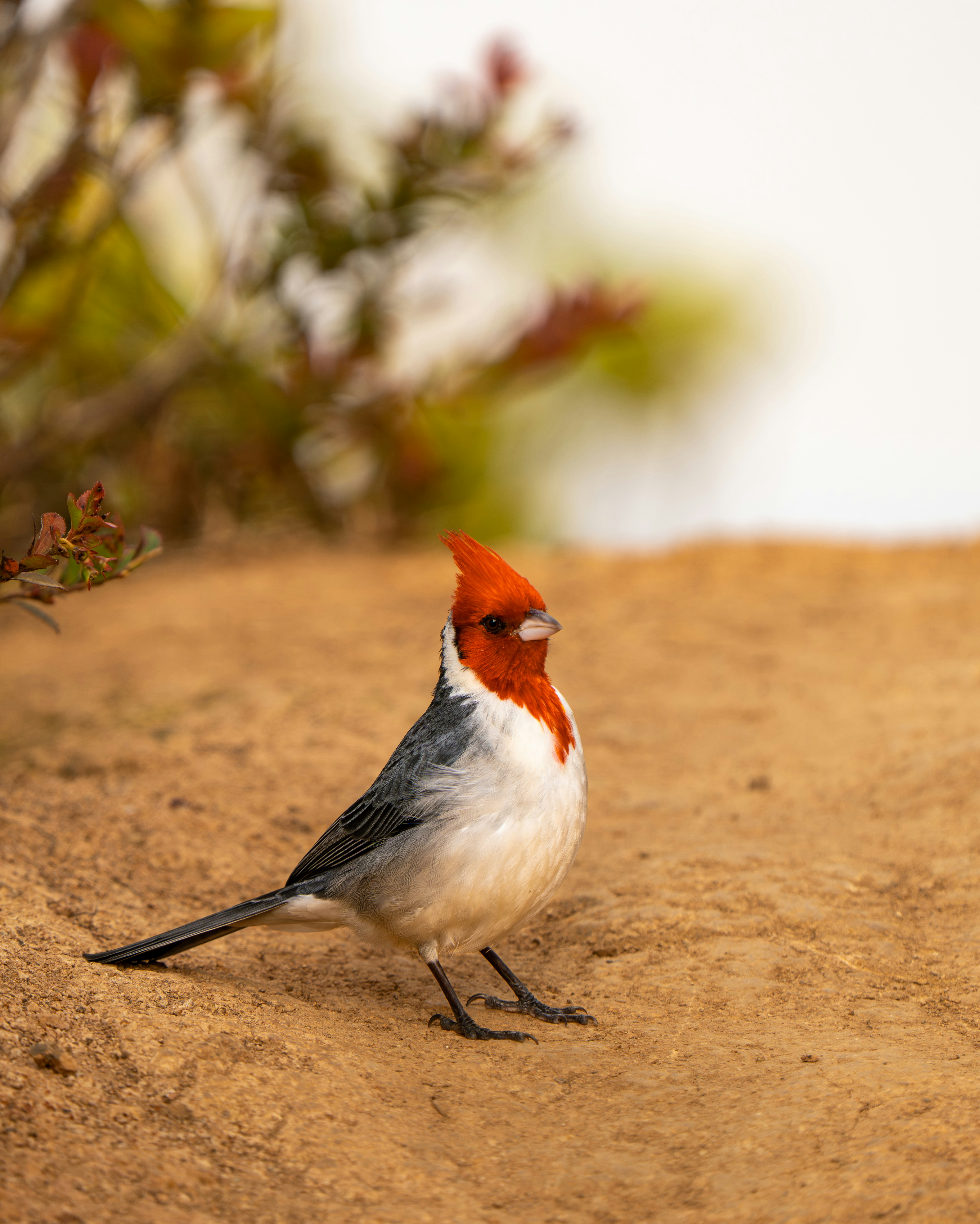 Un uccello cardinale dal cremore rosso si trova su terreno sabbioso.