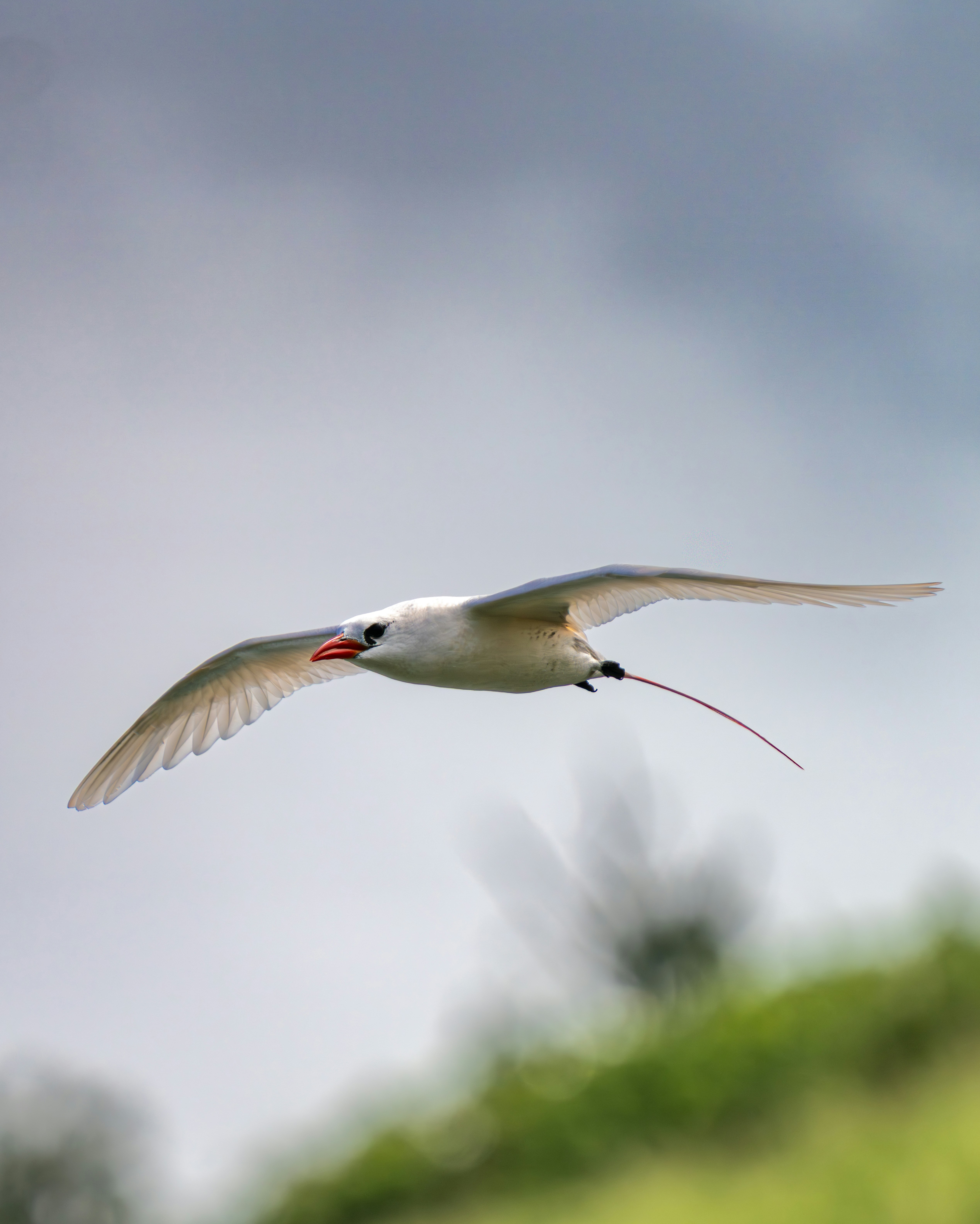 Un uccello bianco con una lunga coda vola.