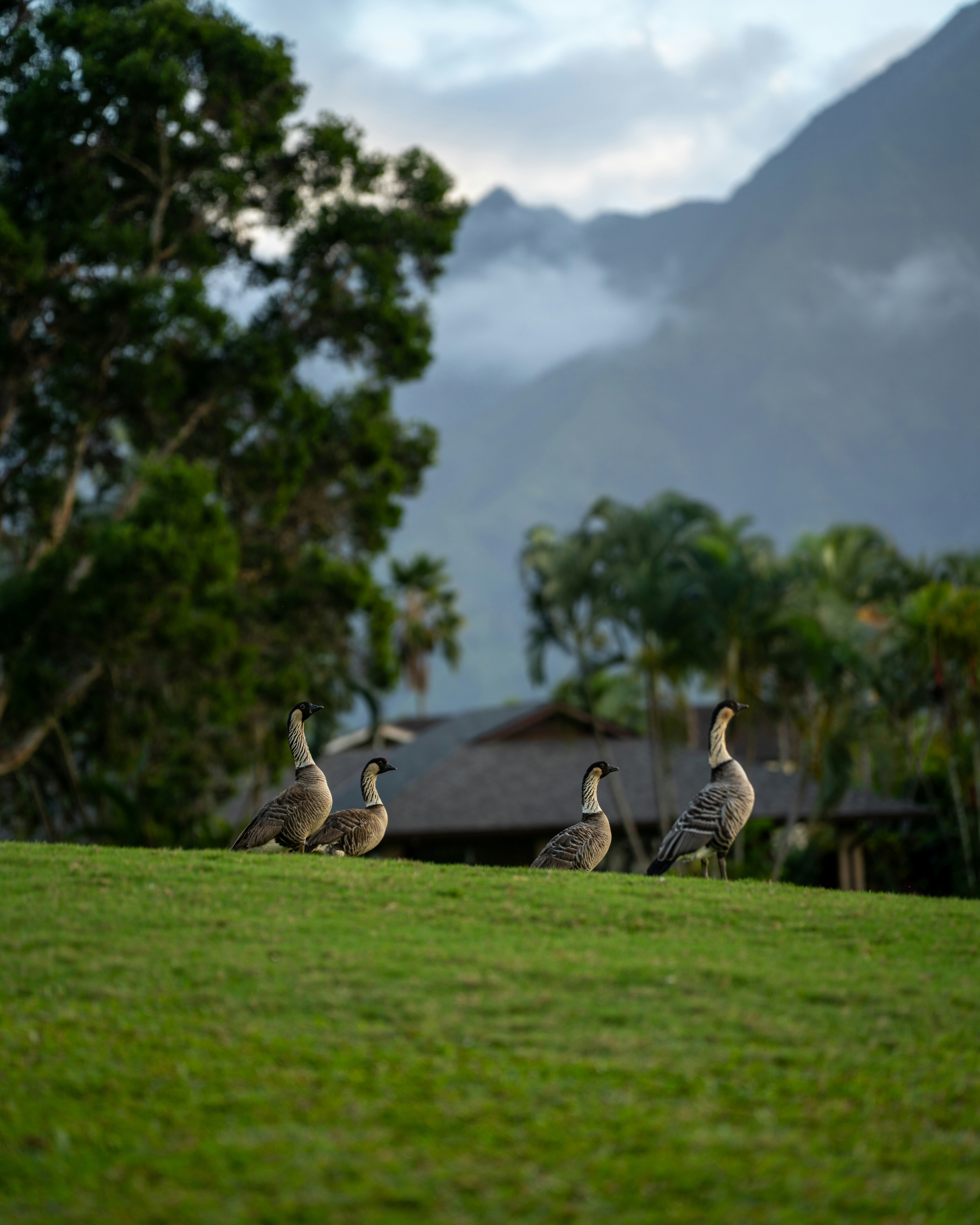 Oche in piedi su una collina erbosa con montagne alle spalle.
