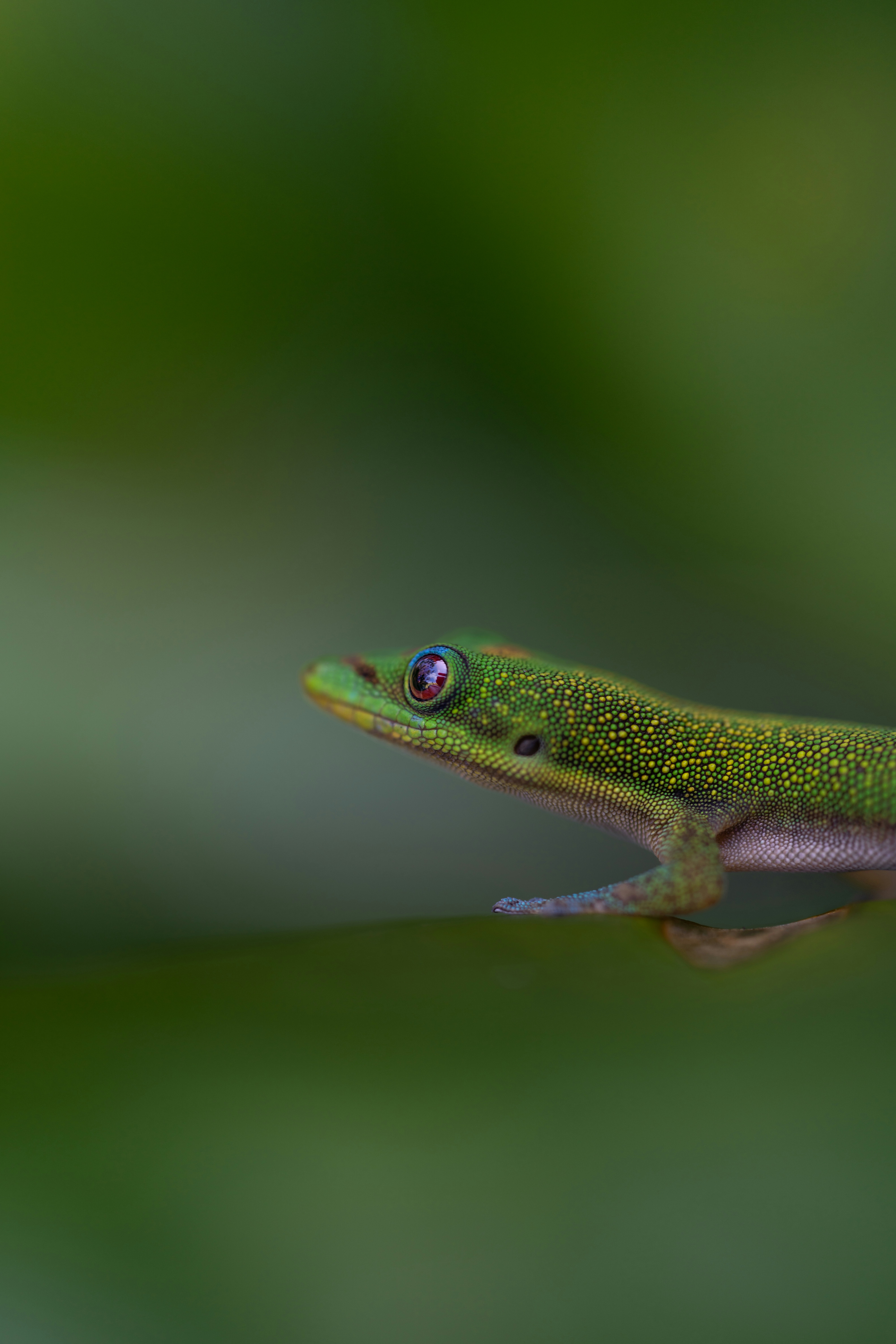 Un piccolo geco verde con occhi rossi su una foglia