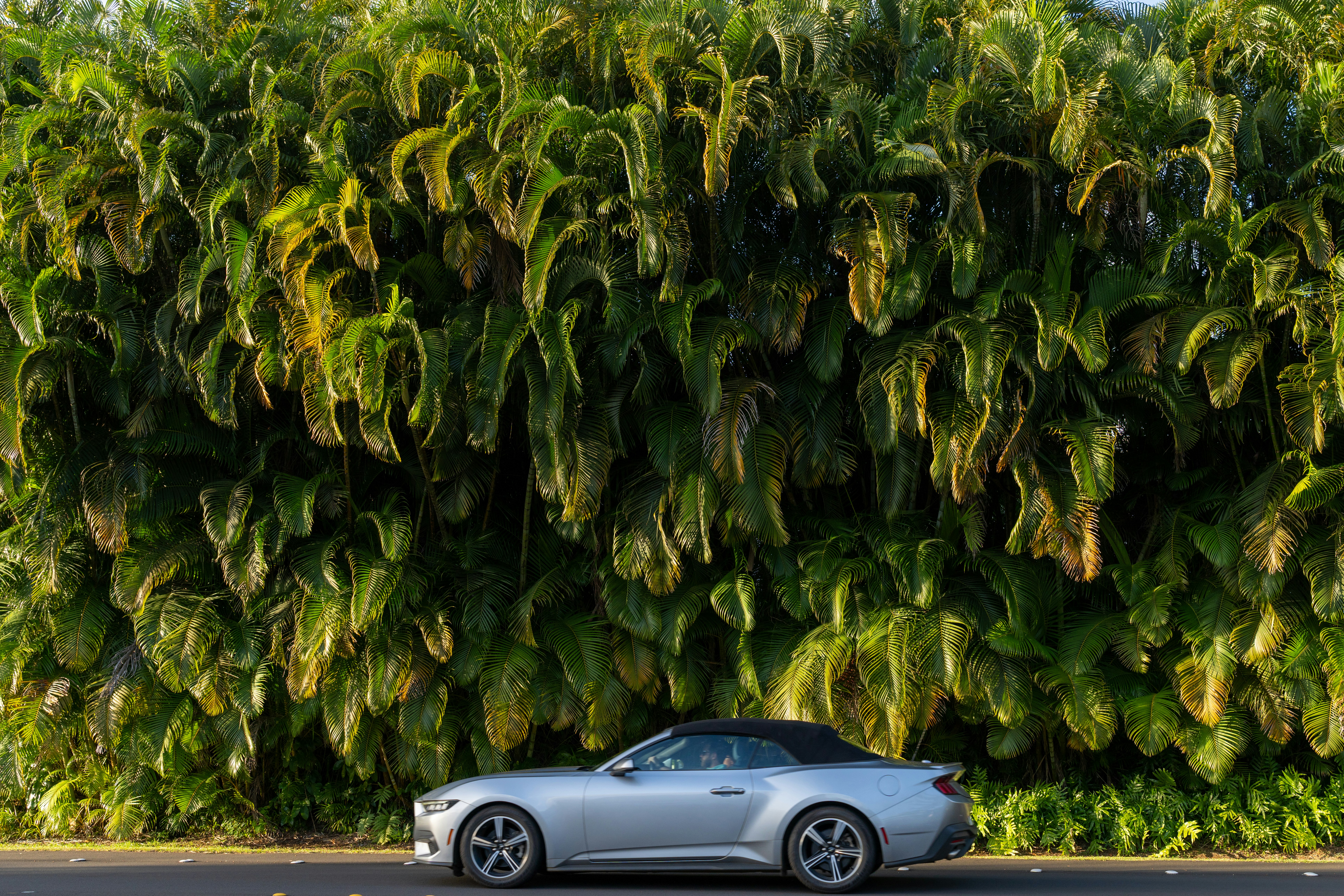 Decappottabile argento parcheggiata accanto a una siepe rigogliosa e verde.