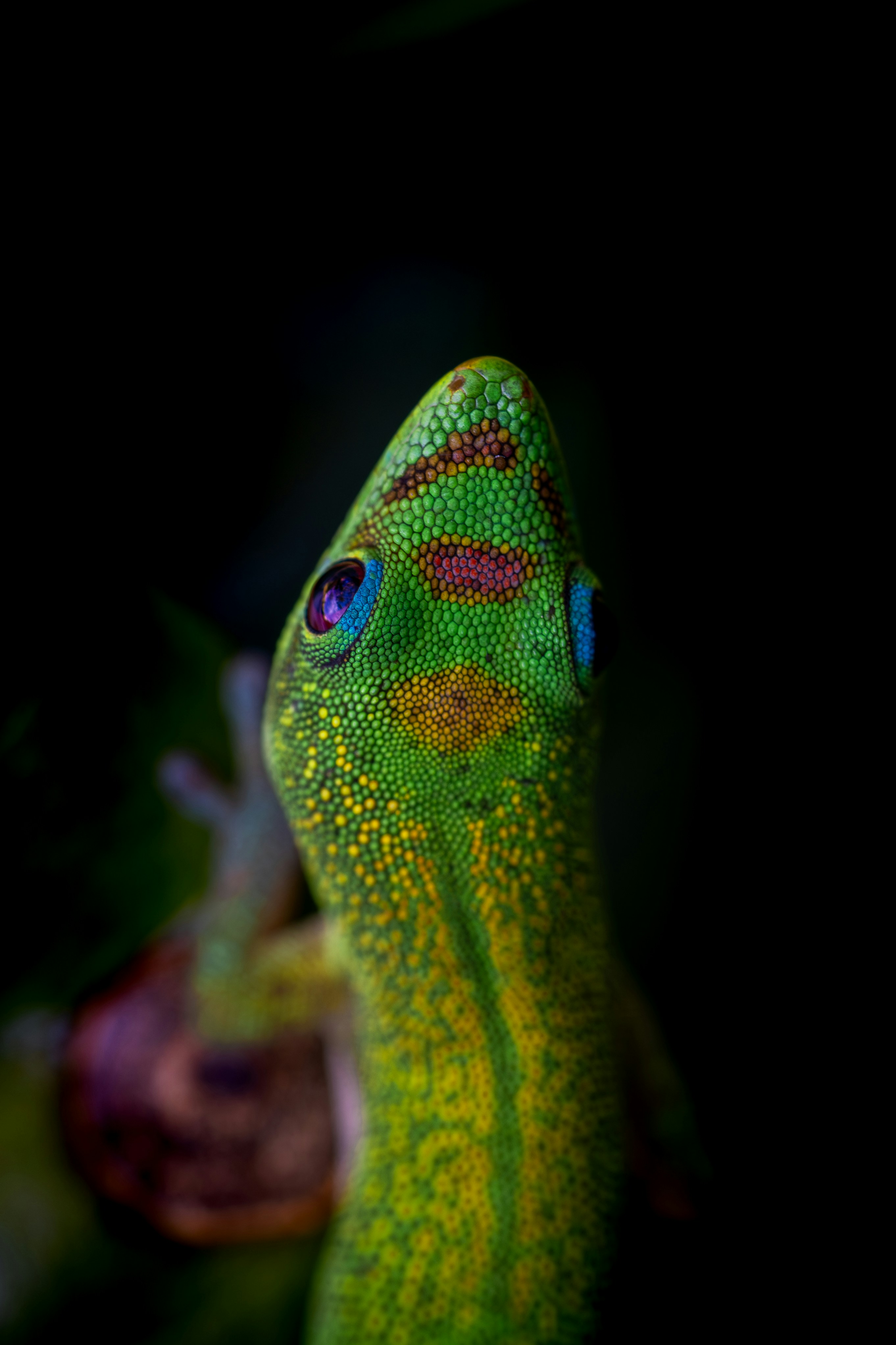 Un geco verde con occhi azzurri su uno sfondo scuro