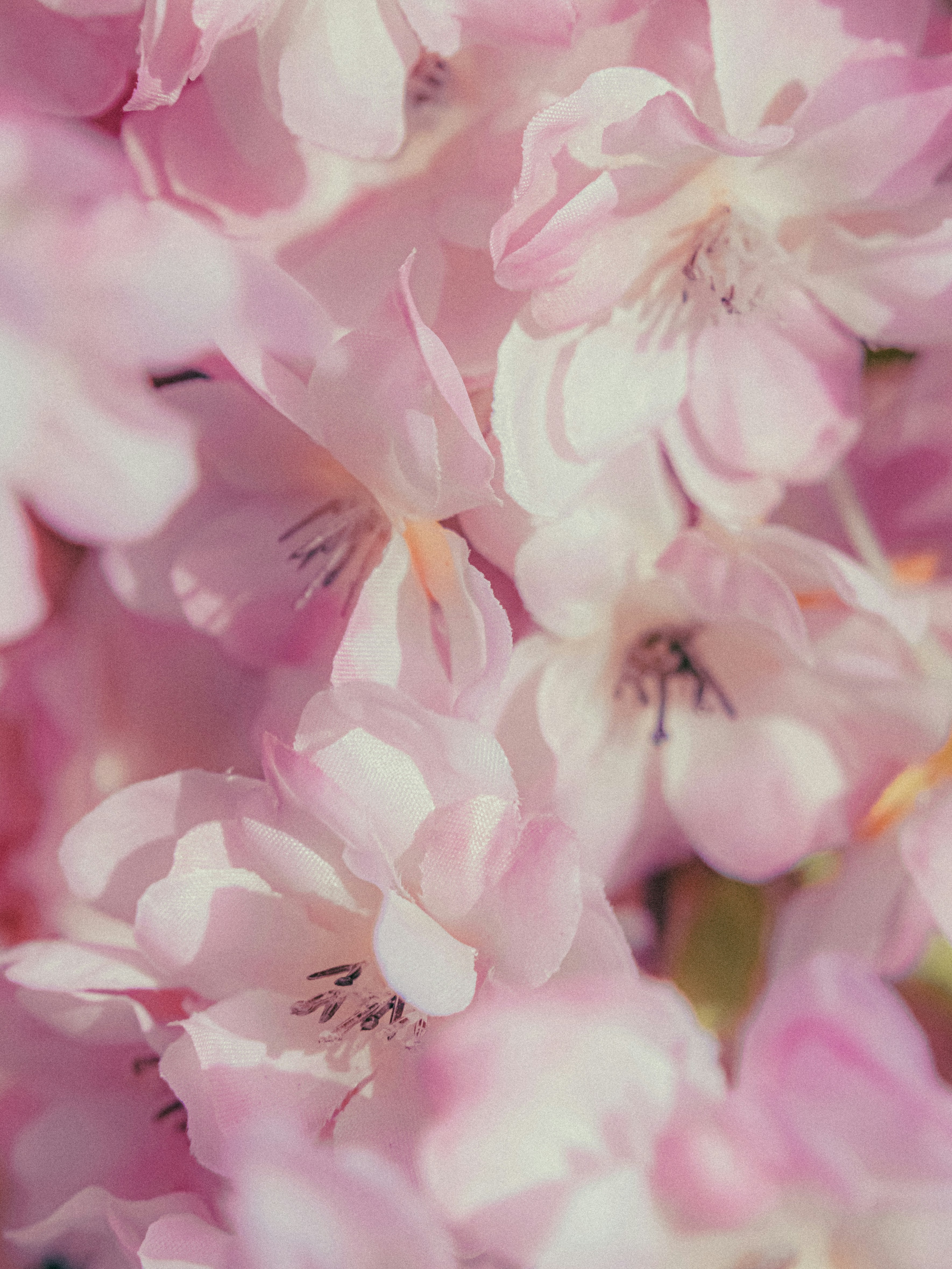 Photo by linusbelanger