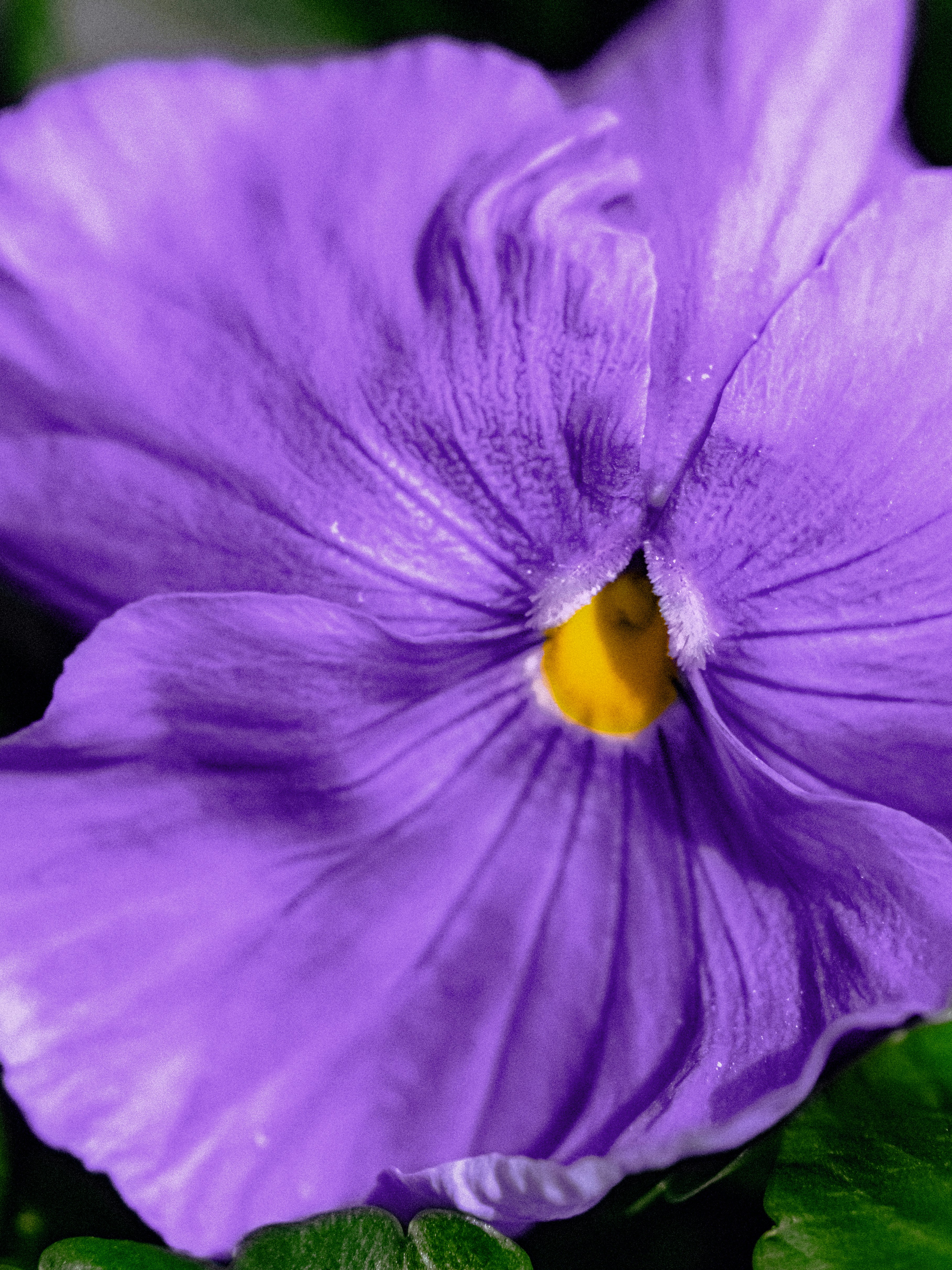 A close-up of a vibrant purple pansy flower.