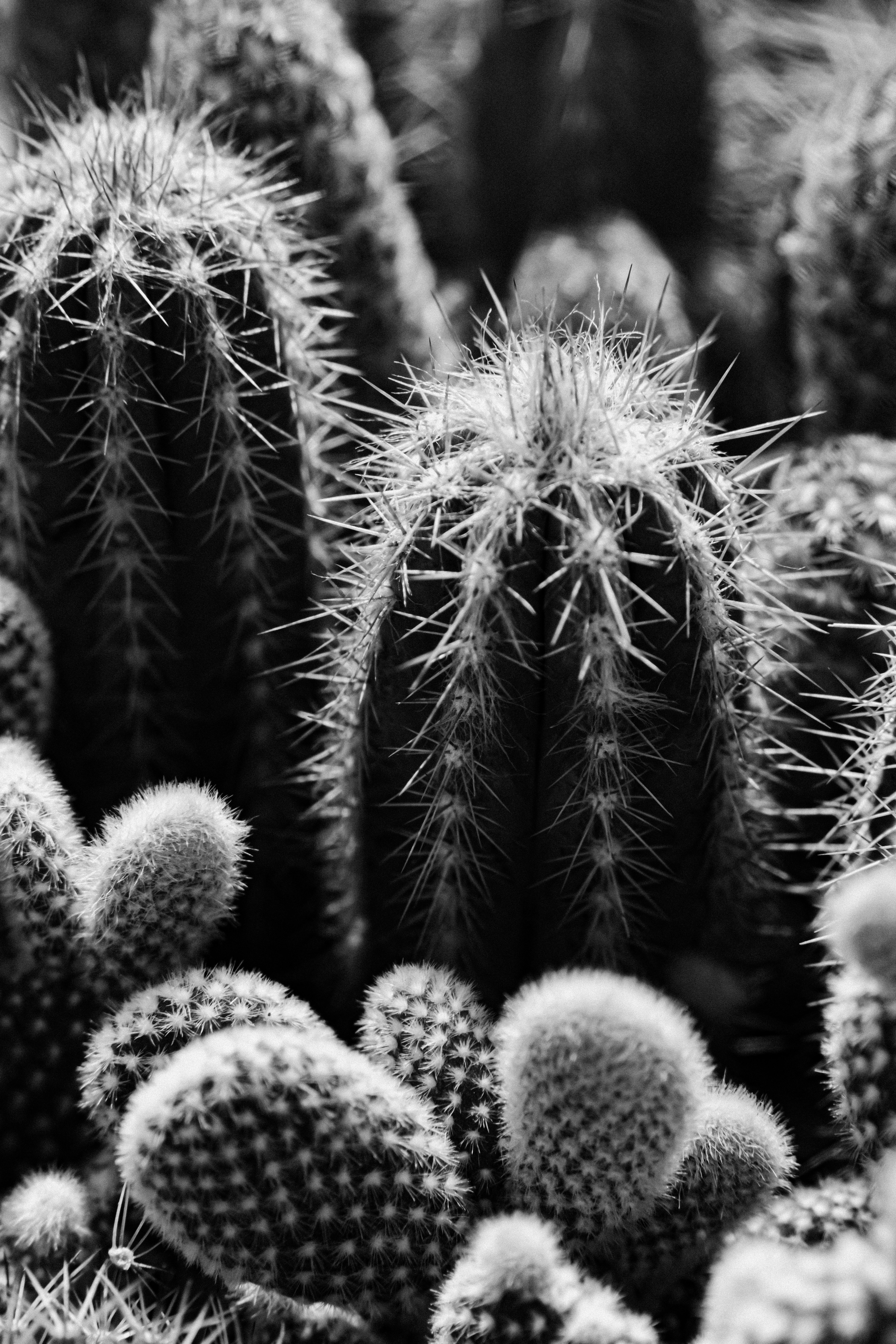 A close-up black and white view of many cacti.