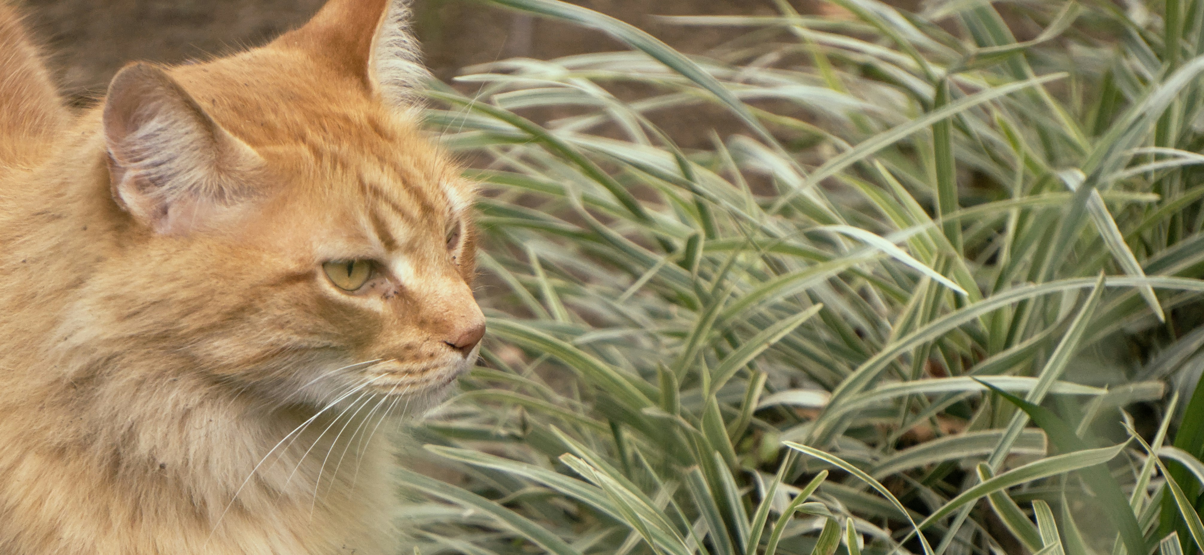 Un gatto arancione siede tra l'erba alta verde e bianca.