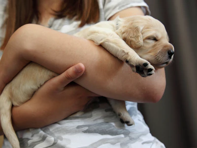 A person holds a sleeping golden retriever puppy.