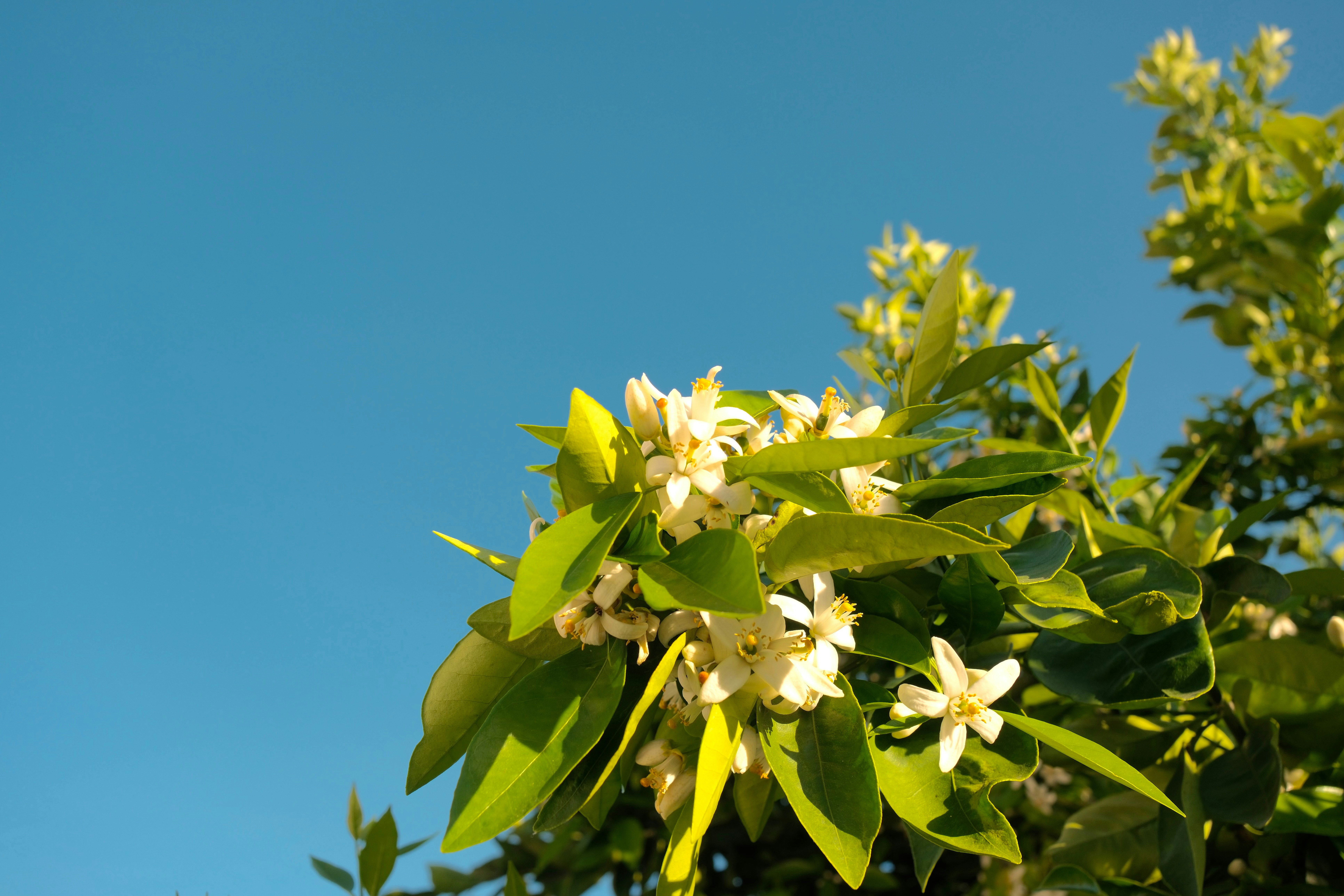 Des fleurs blanches sur une branche verte contre un ciel bleu