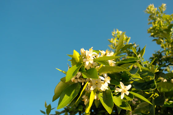 White blossoms on a green branch against blue sky