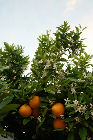 Oranges and white blossoms on a tree