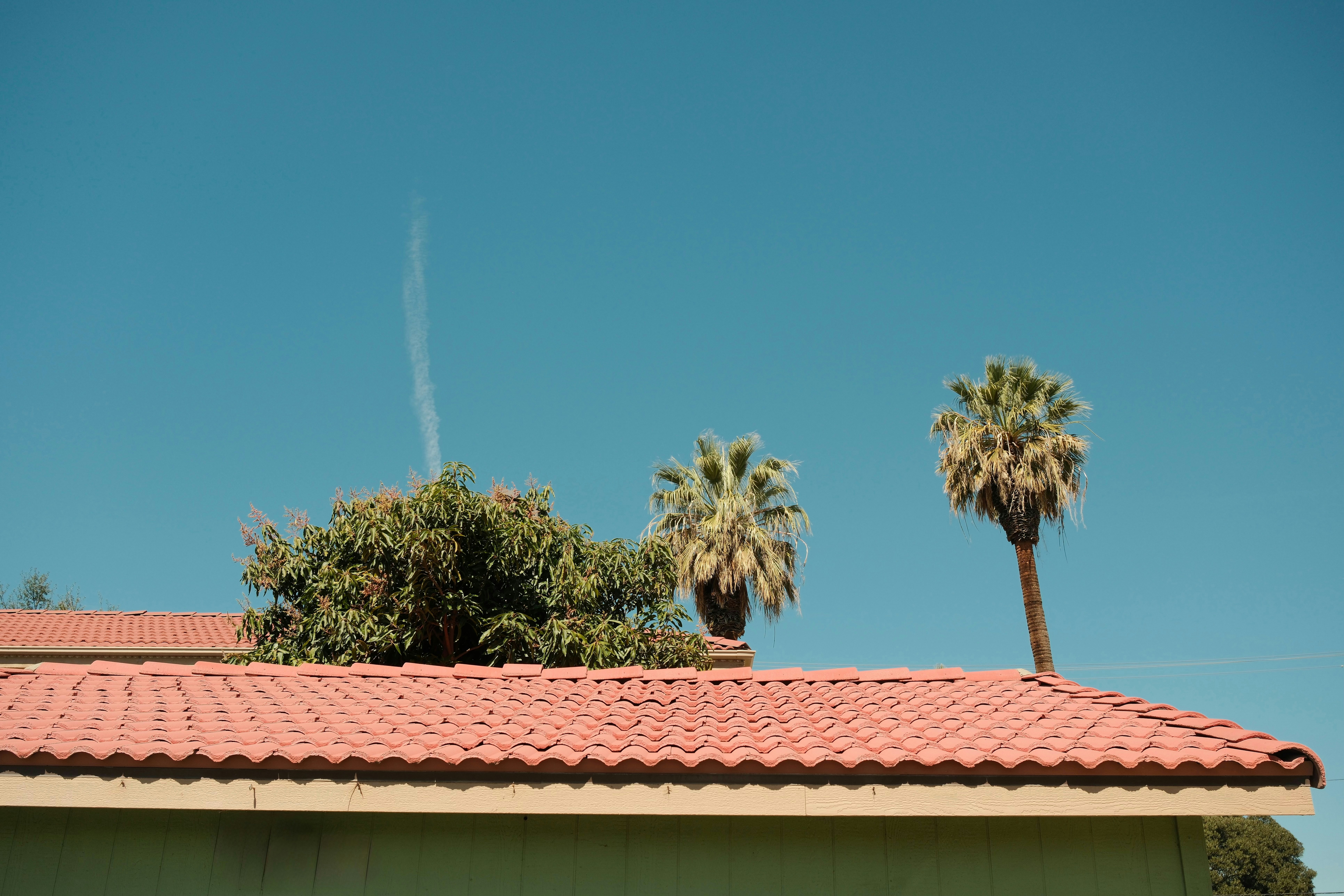 Palm trees and rooftop under a clear blue sky