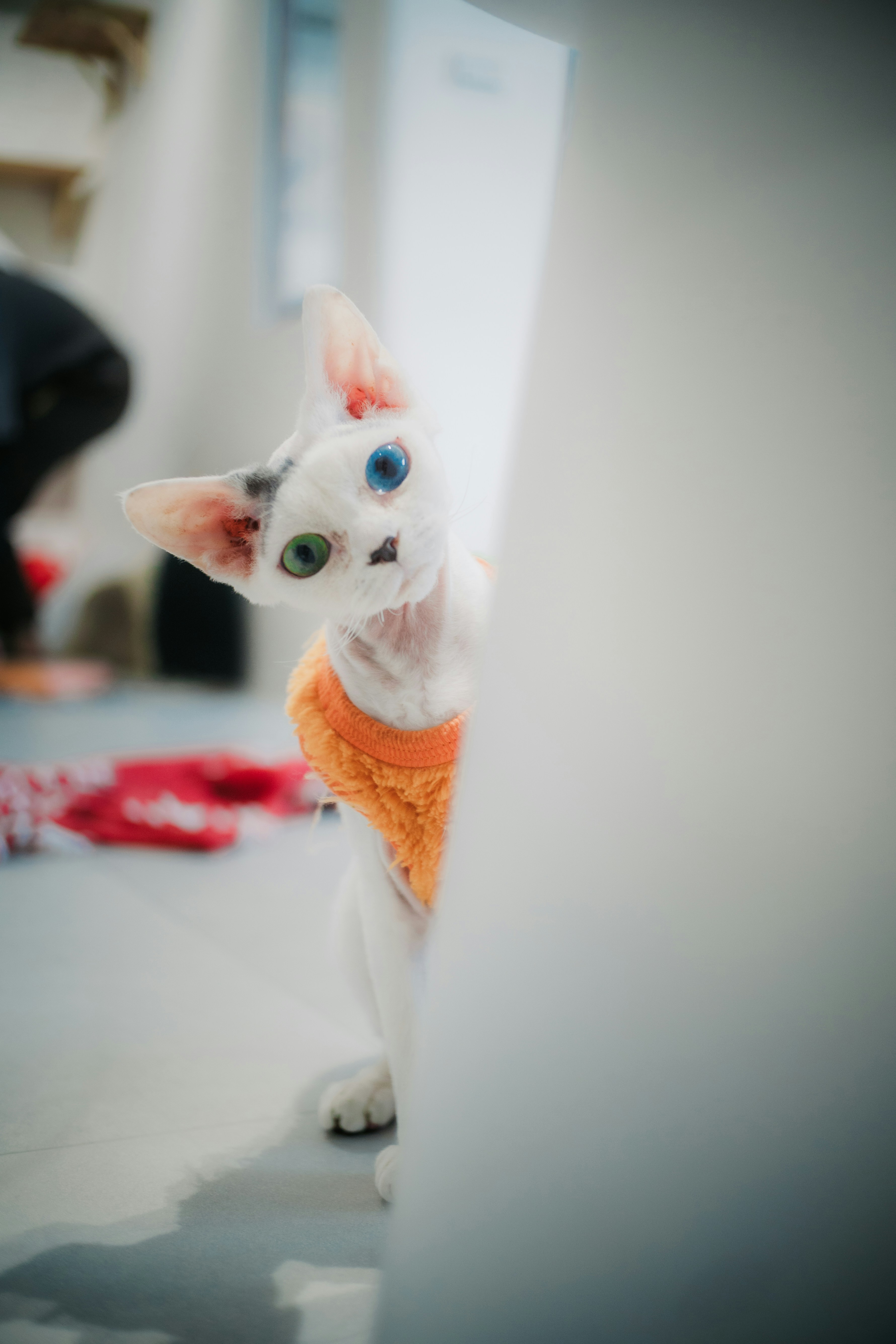 Eine neugierige Sphynx-Katze lugt um eine Ecke.