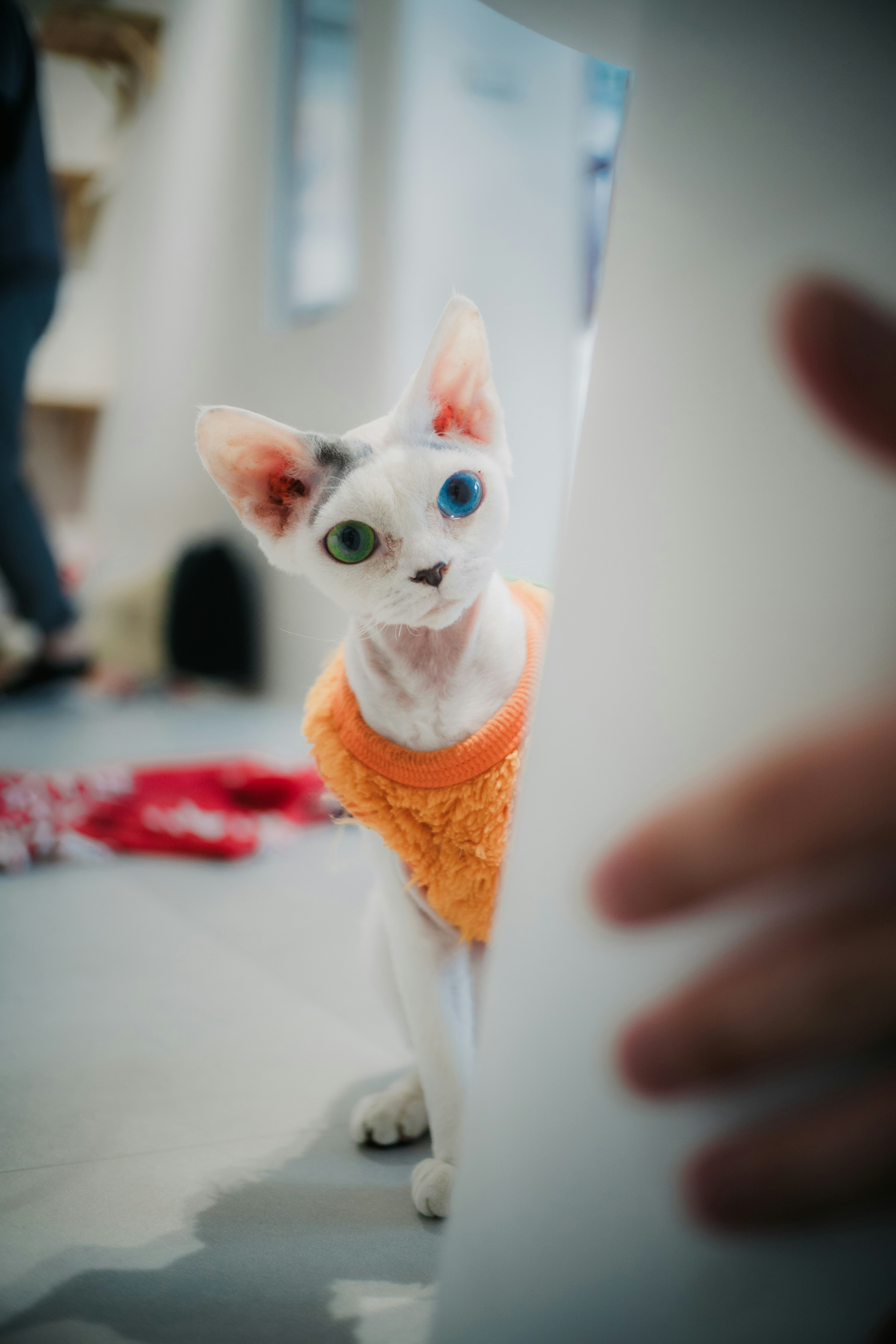 Eine weiße Katze mit Heterochromie, die einen orangefarbenen Pullover trägt