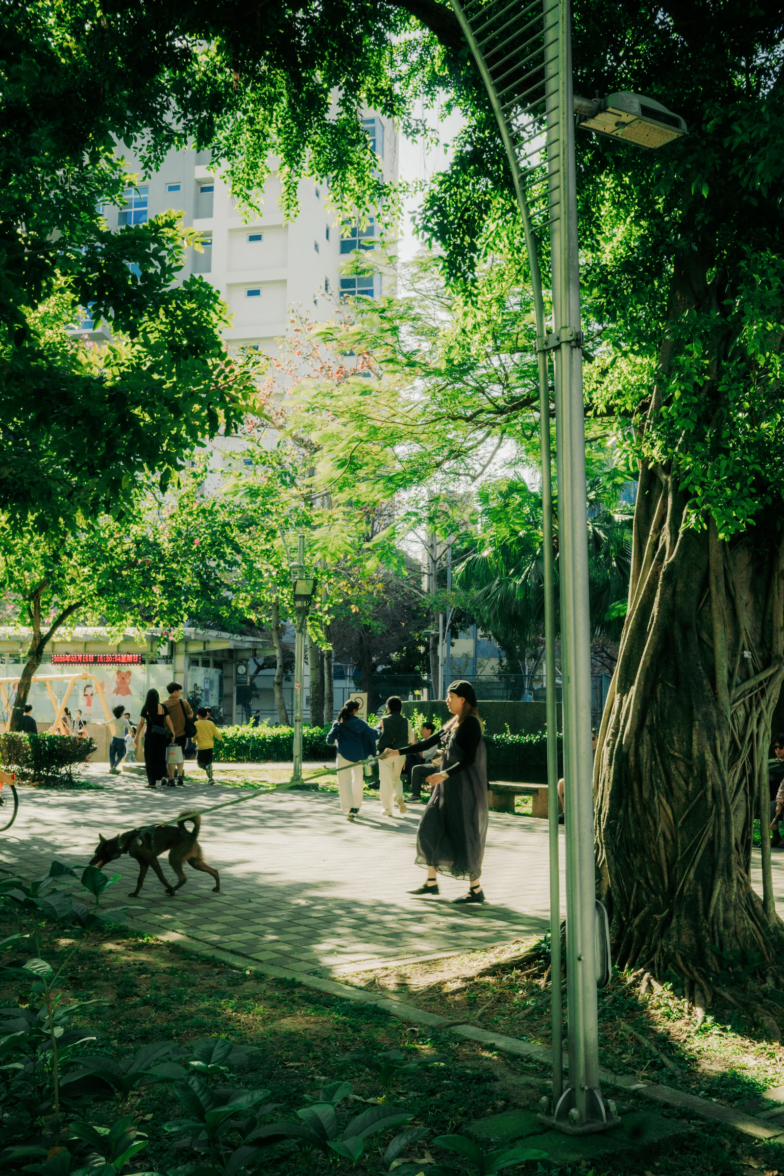 A woman walking her dog on a leash along a sunlit, tree-lined city park path with apartment buildings behind