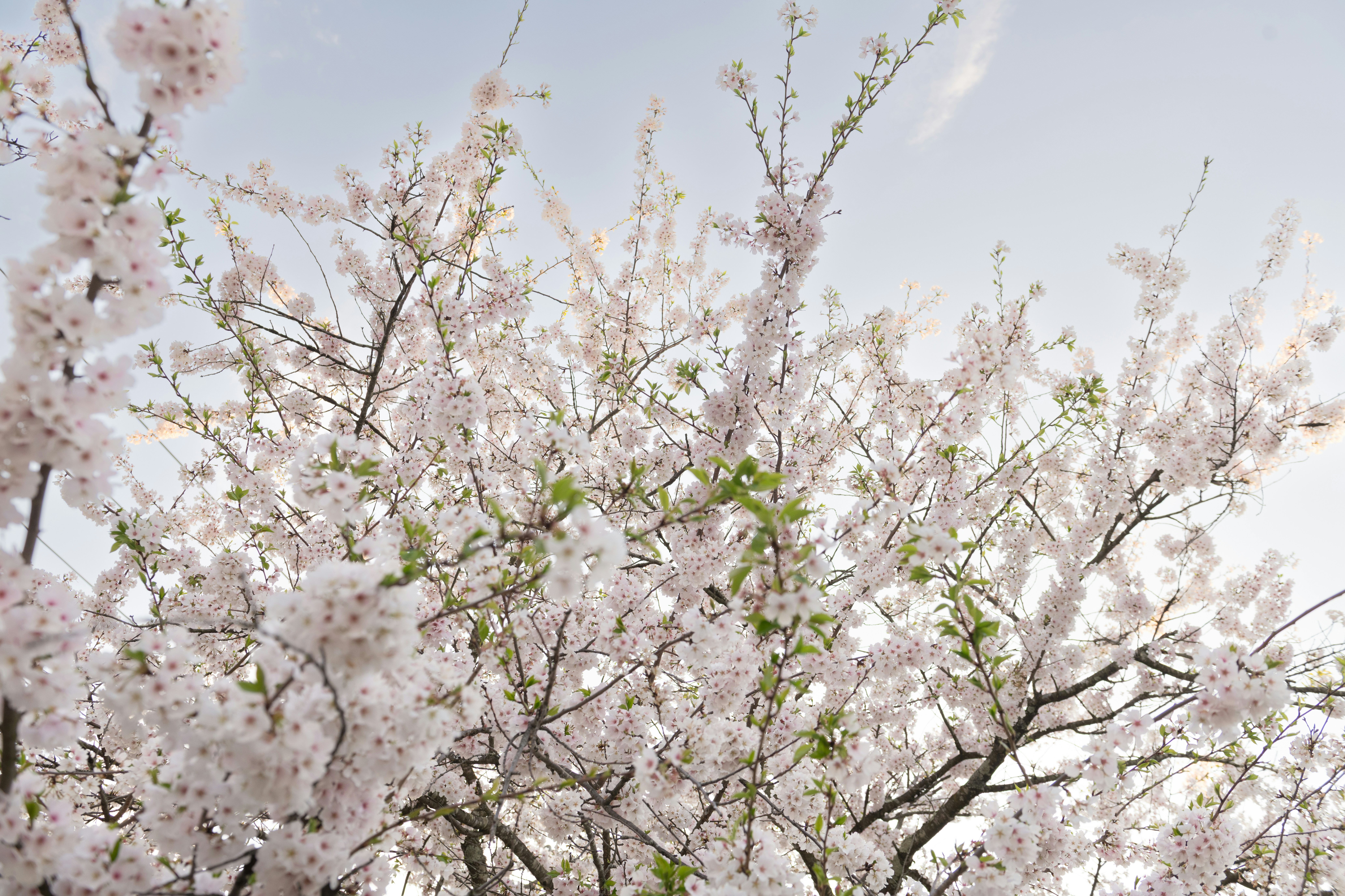 Photo by sriniunsplash