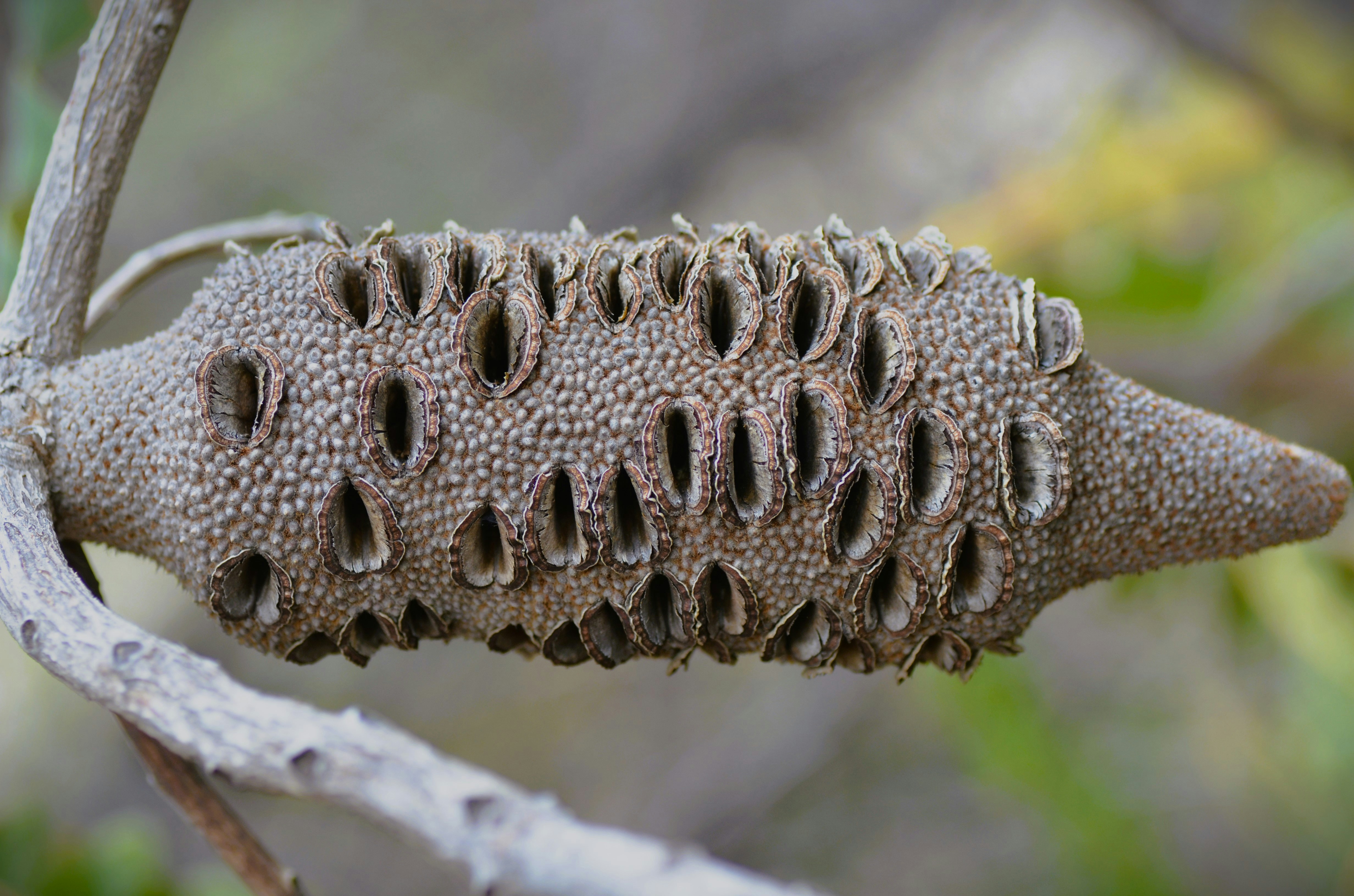 Threats to Fitzgerald River's Biodiversity Explained - Fitzgerald River WA biodiversity