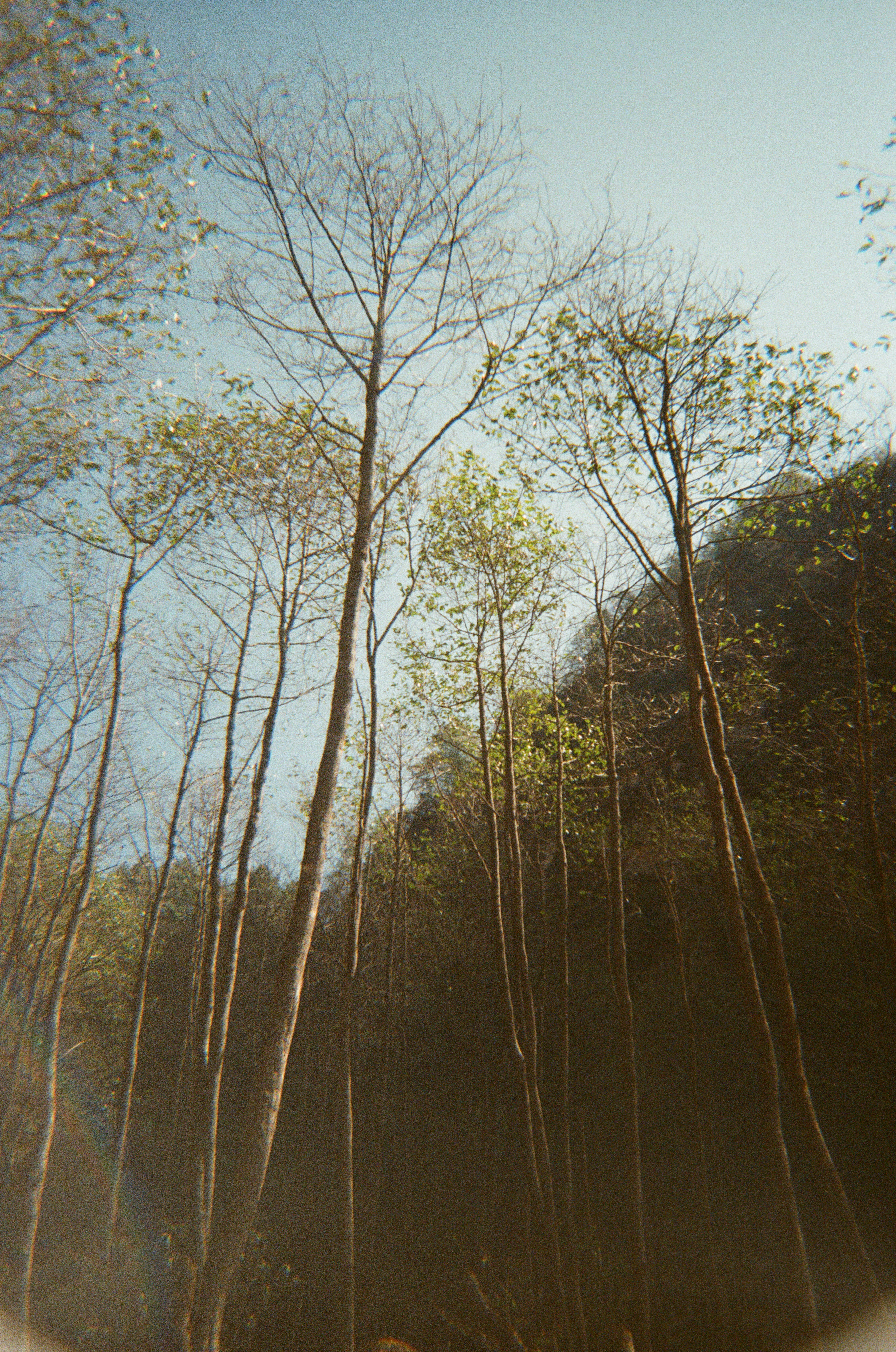 Tall trees reaching towards a clear blue sky.