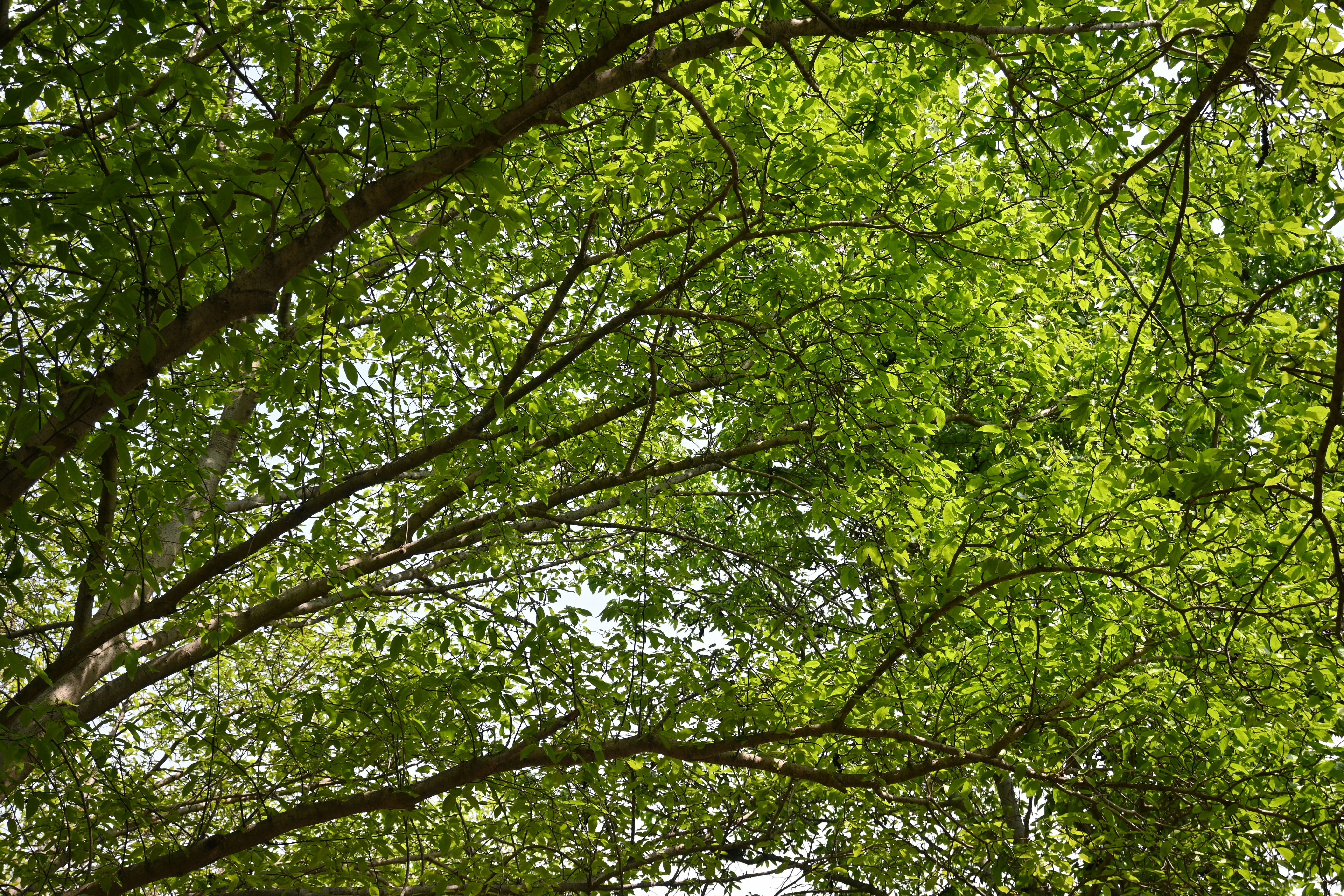 Photo by pandapaperroll