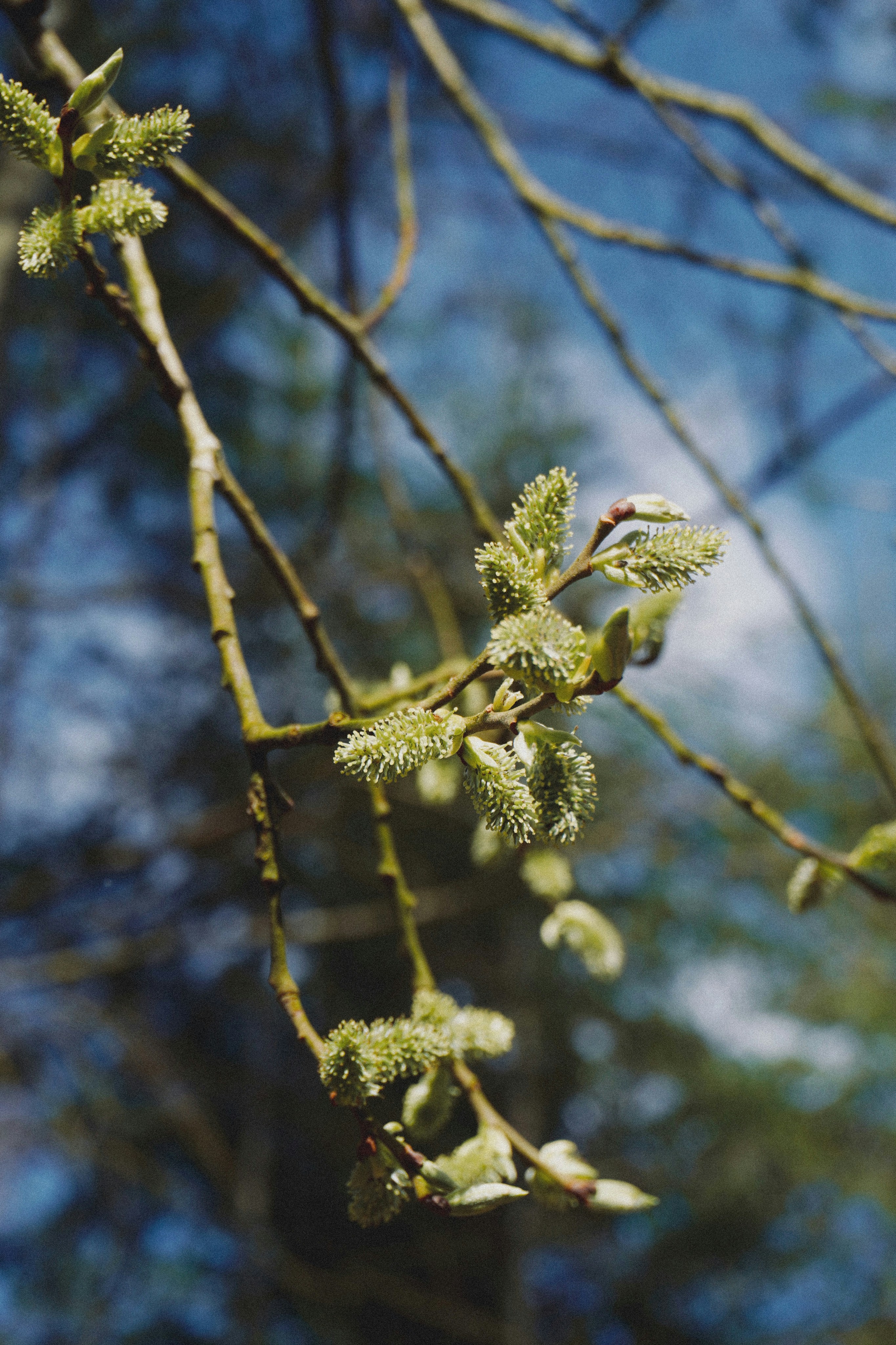 Photo by franziskawe01