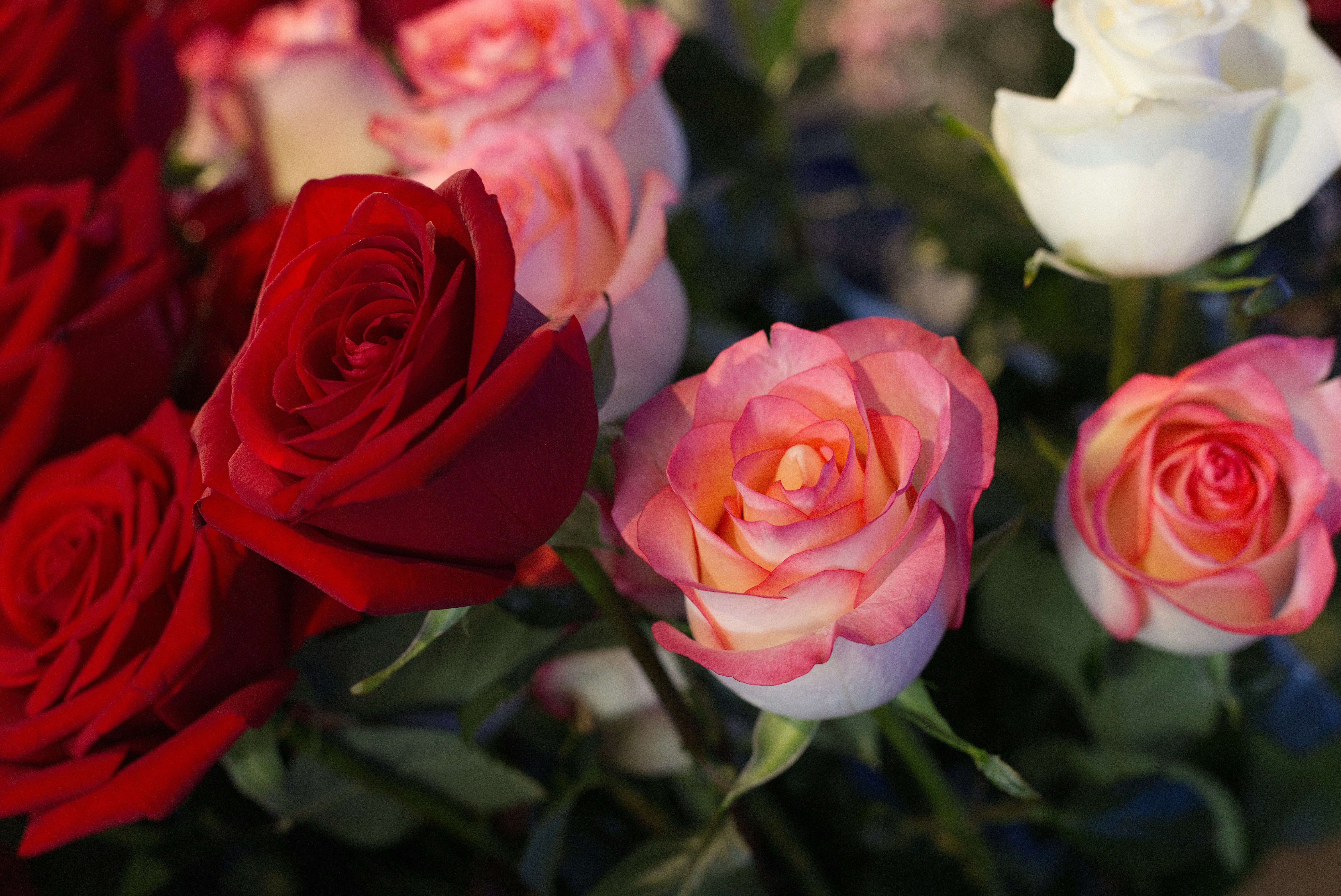 Photo by sheldonkennedy