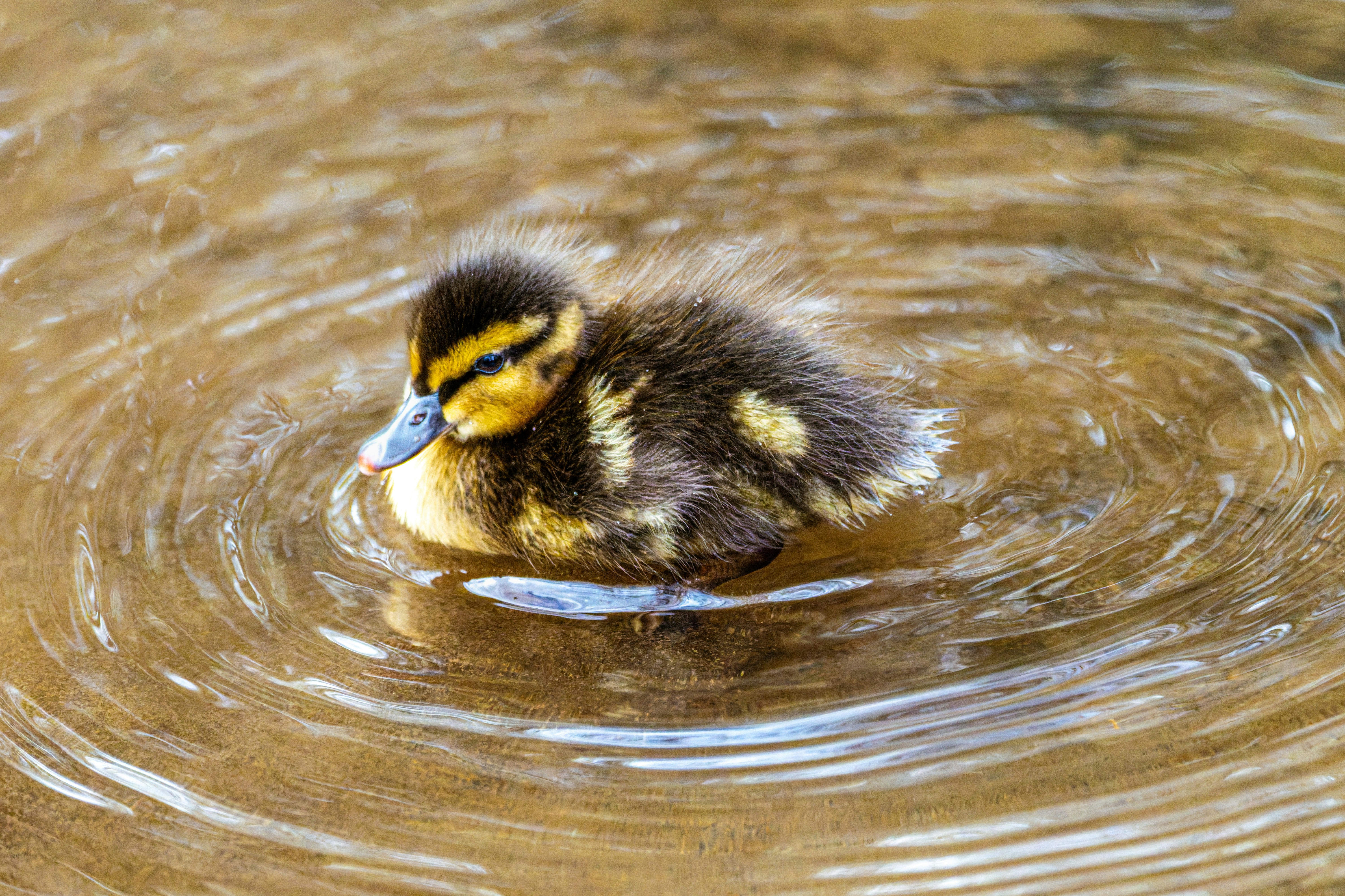Ein flauschiges Entenküken schwimmt im kräuselnden Wasser.