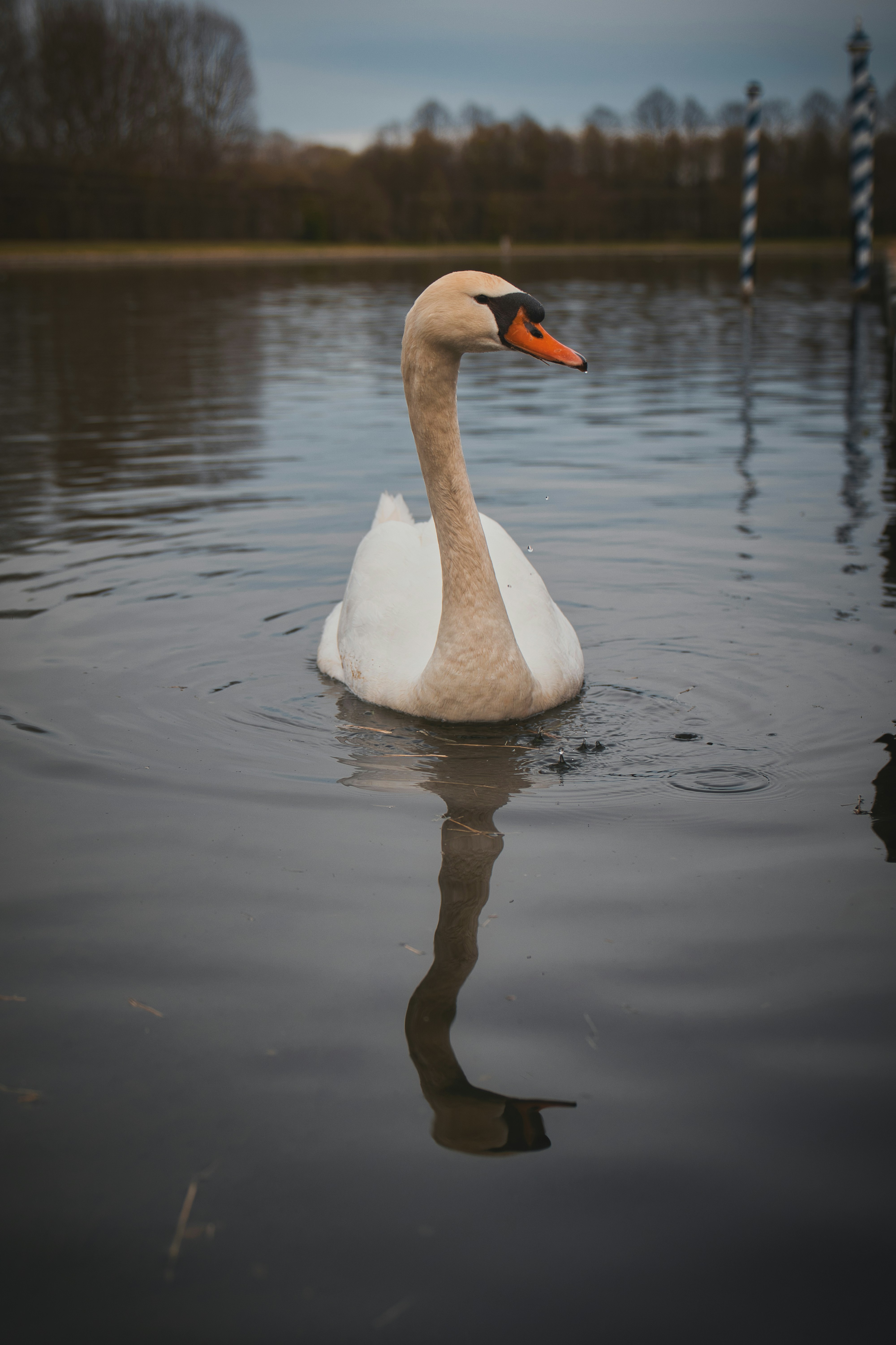 Ein weißer Schwan schwimmt auf einem dunklen See.