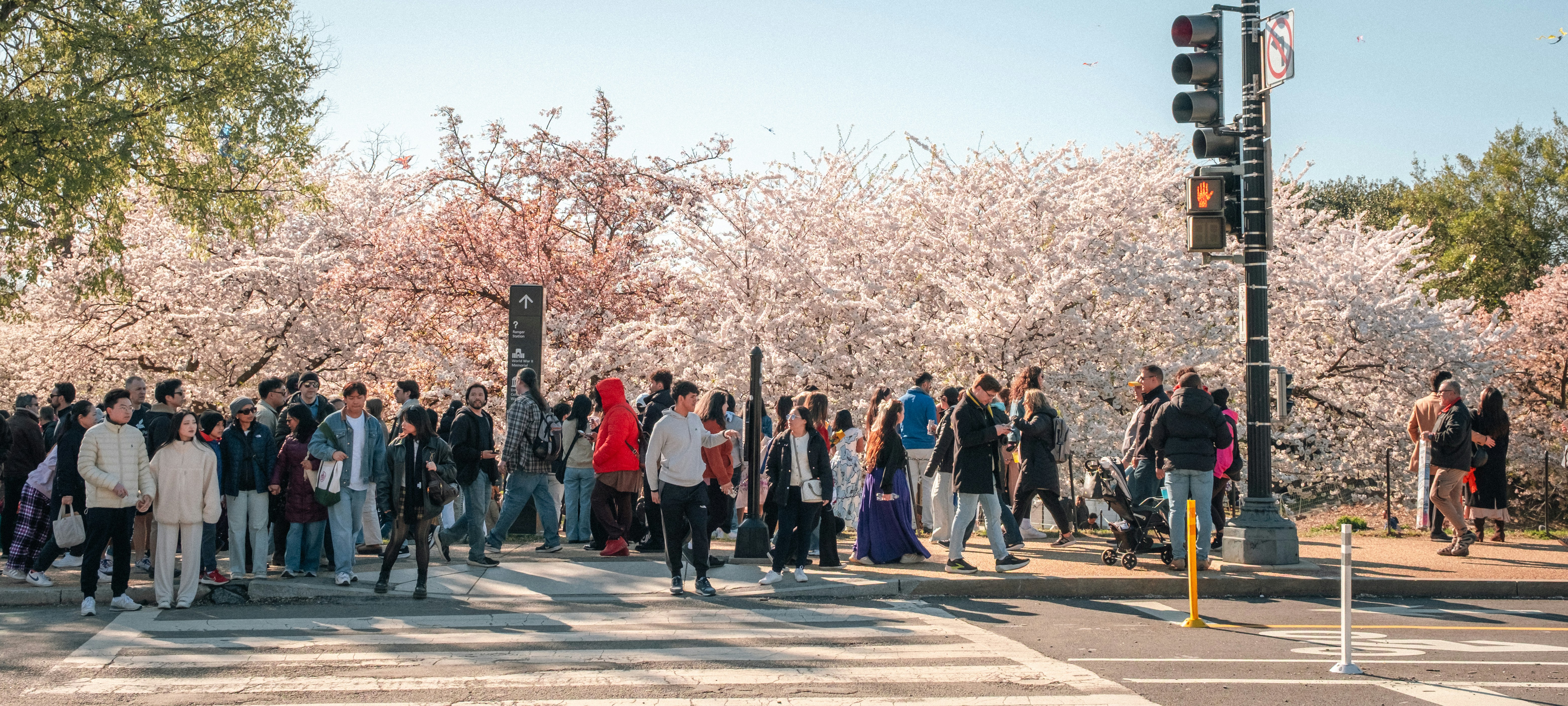 Crowd of people crossing street near blooming cherry trees.