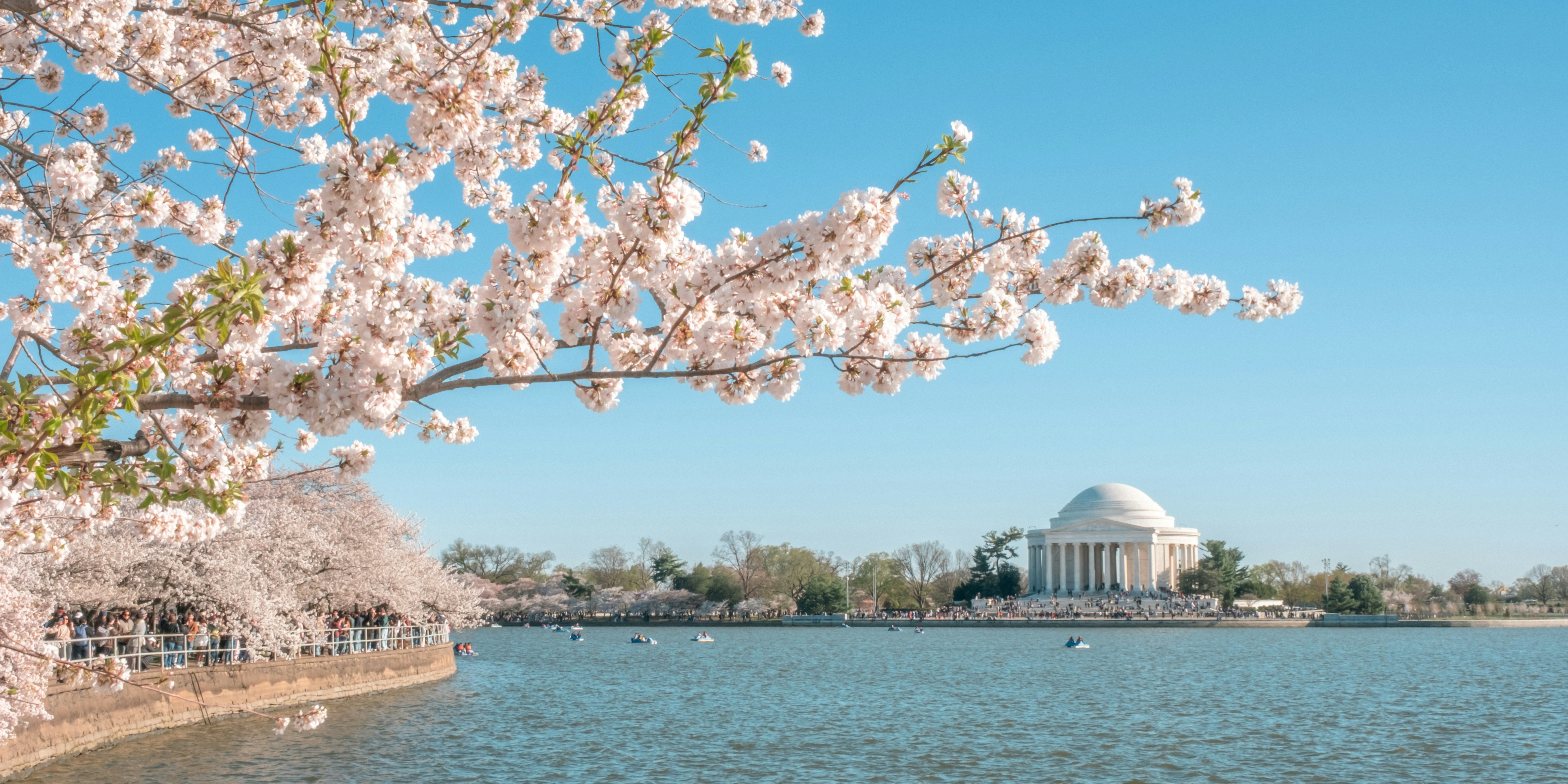 Cherry blossoms framing the Jefferson Memorial across the Tidal Basin, Washington, D.C.