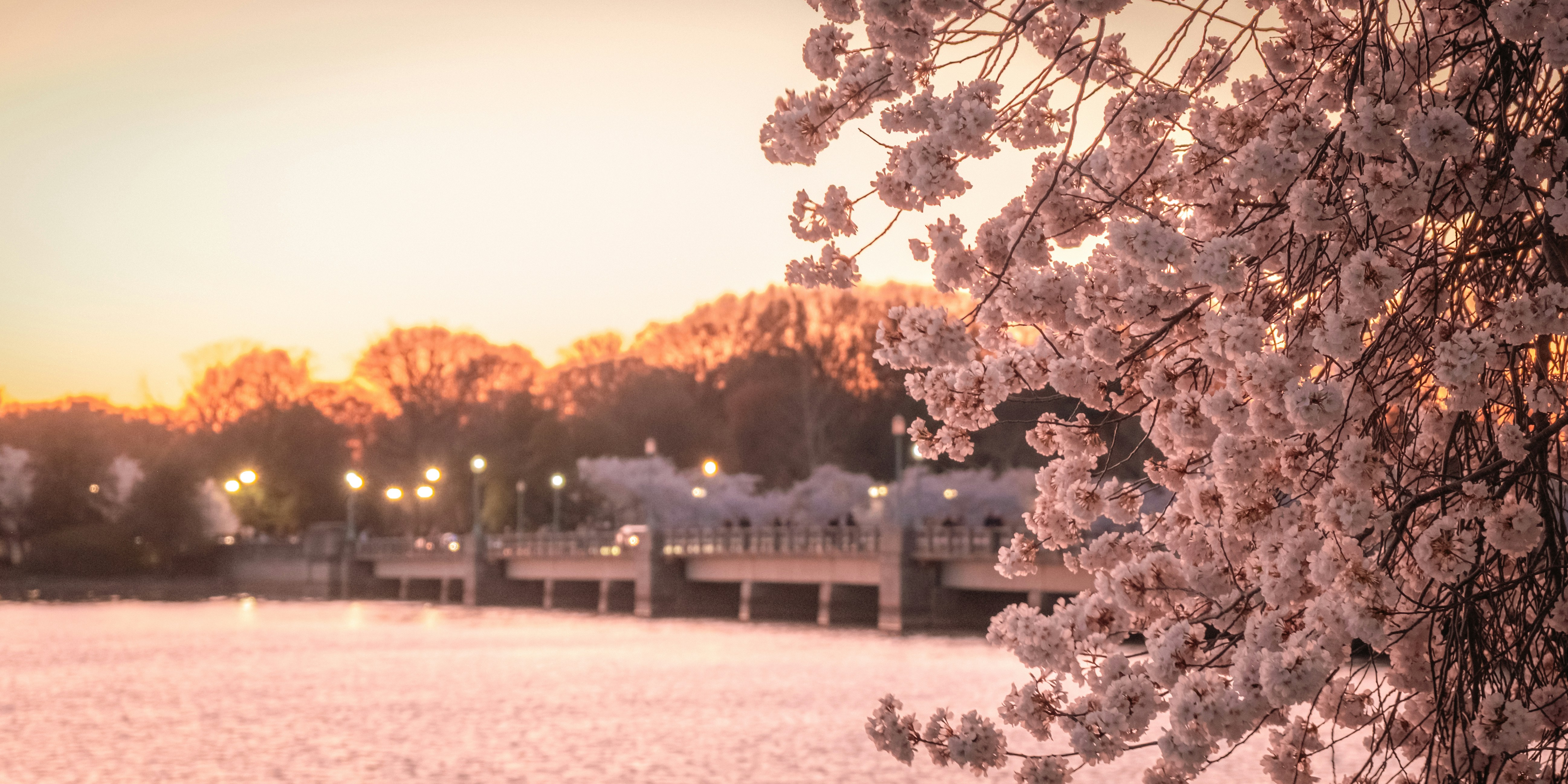 Cherry blossoms bloom by a misty lake at sunrise.