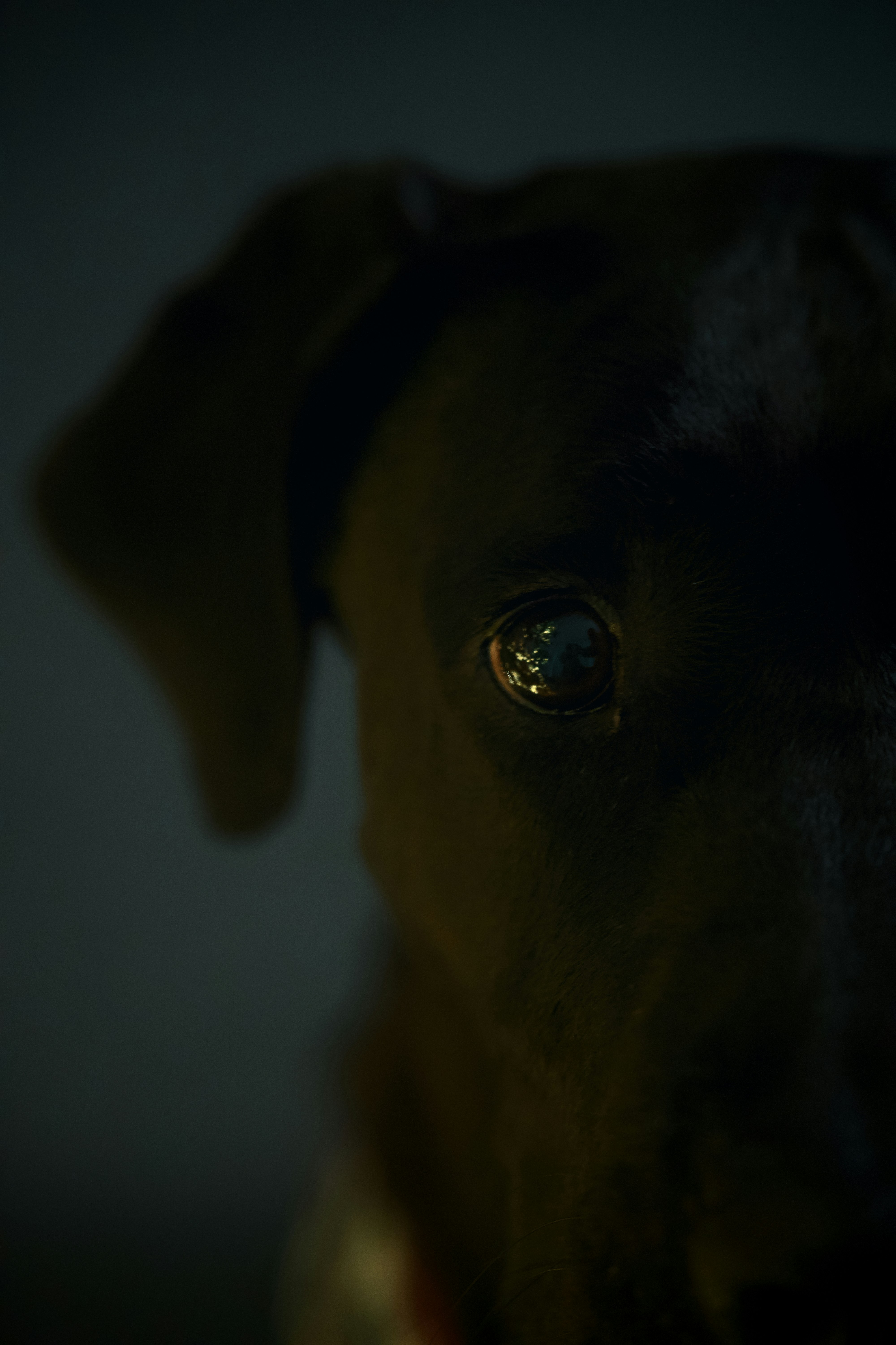 Close-up of a dark dog's eye
