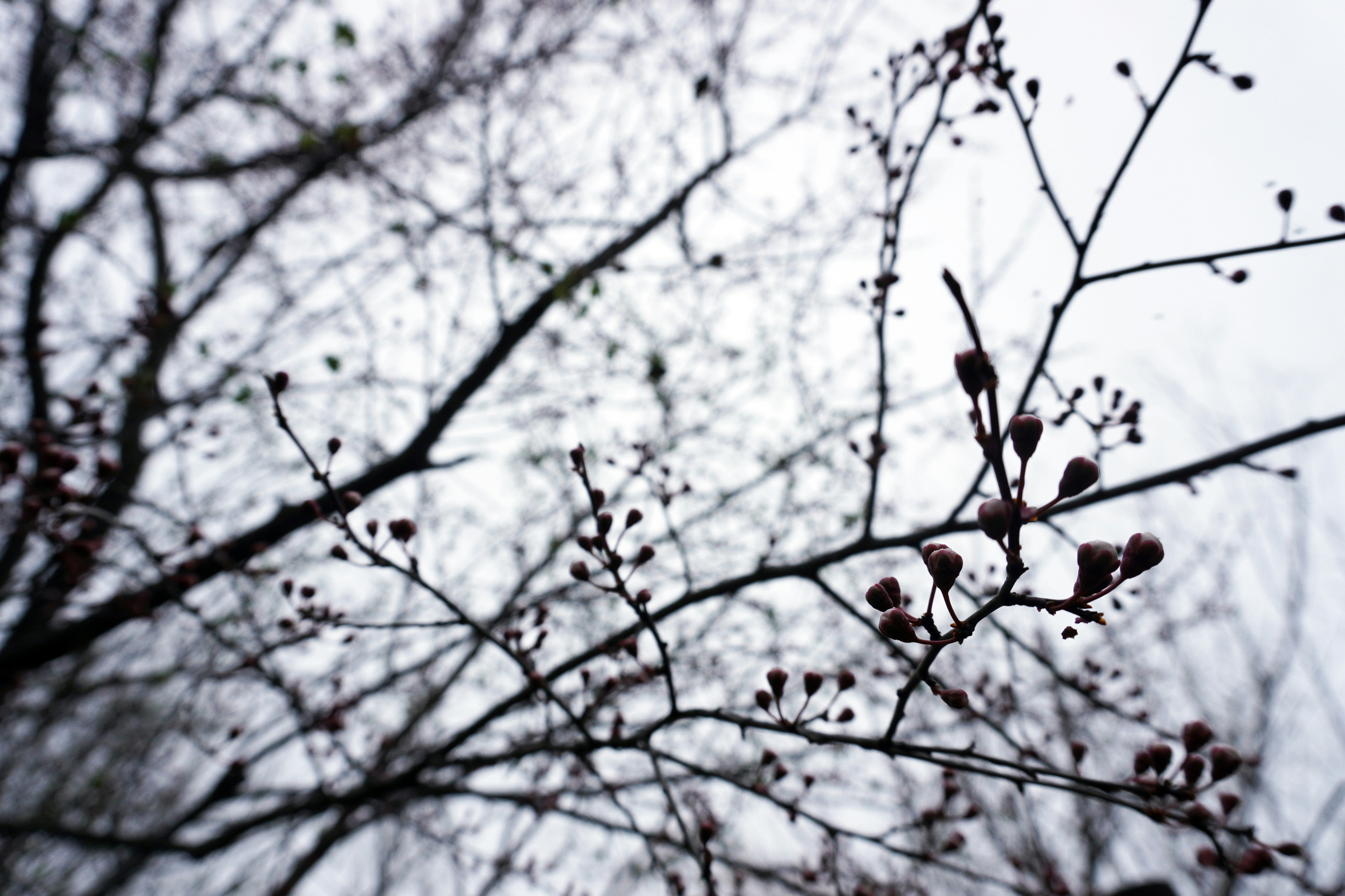 Photo by nelly_shemshenovi