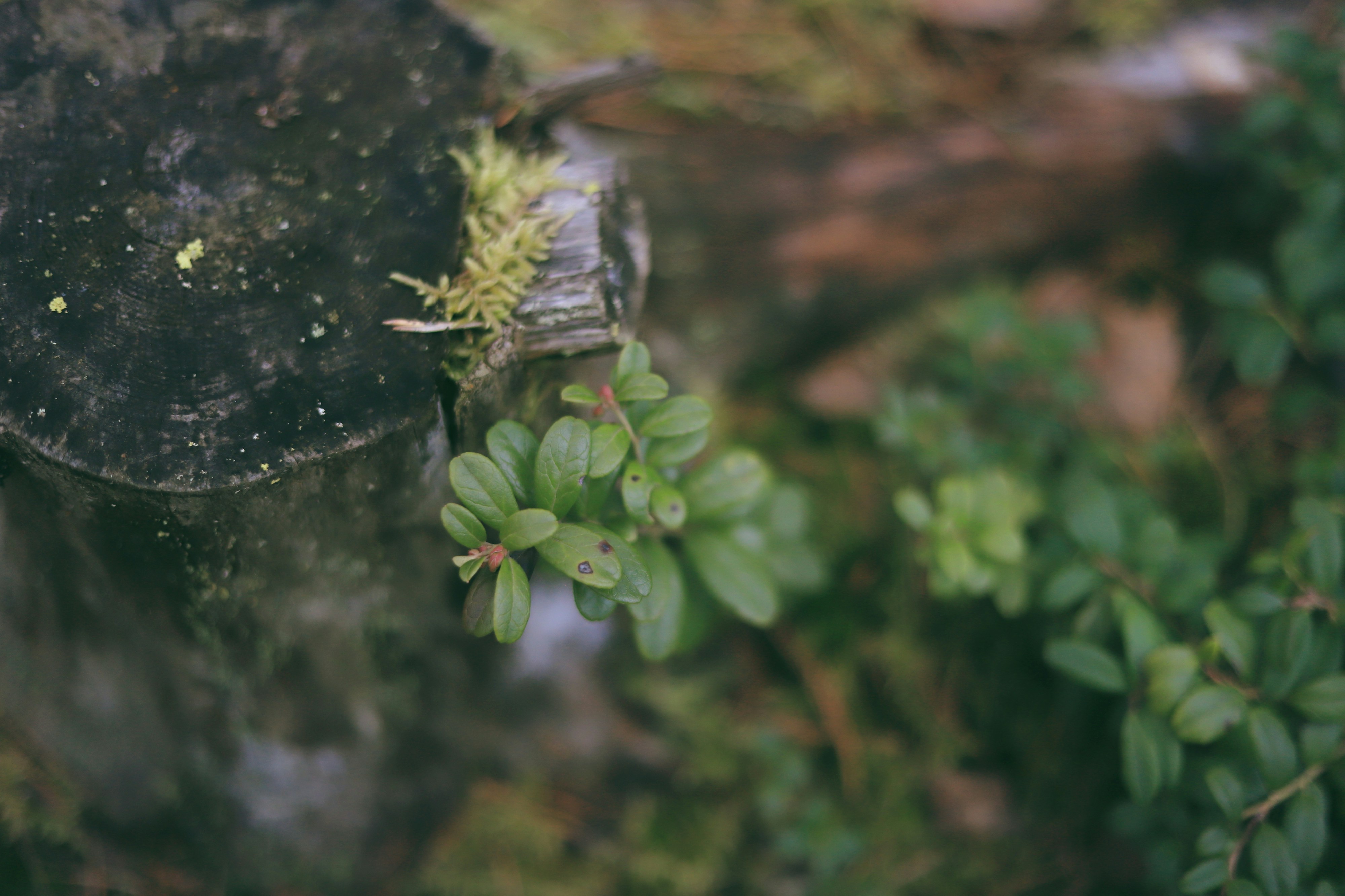Photo by white_on_white