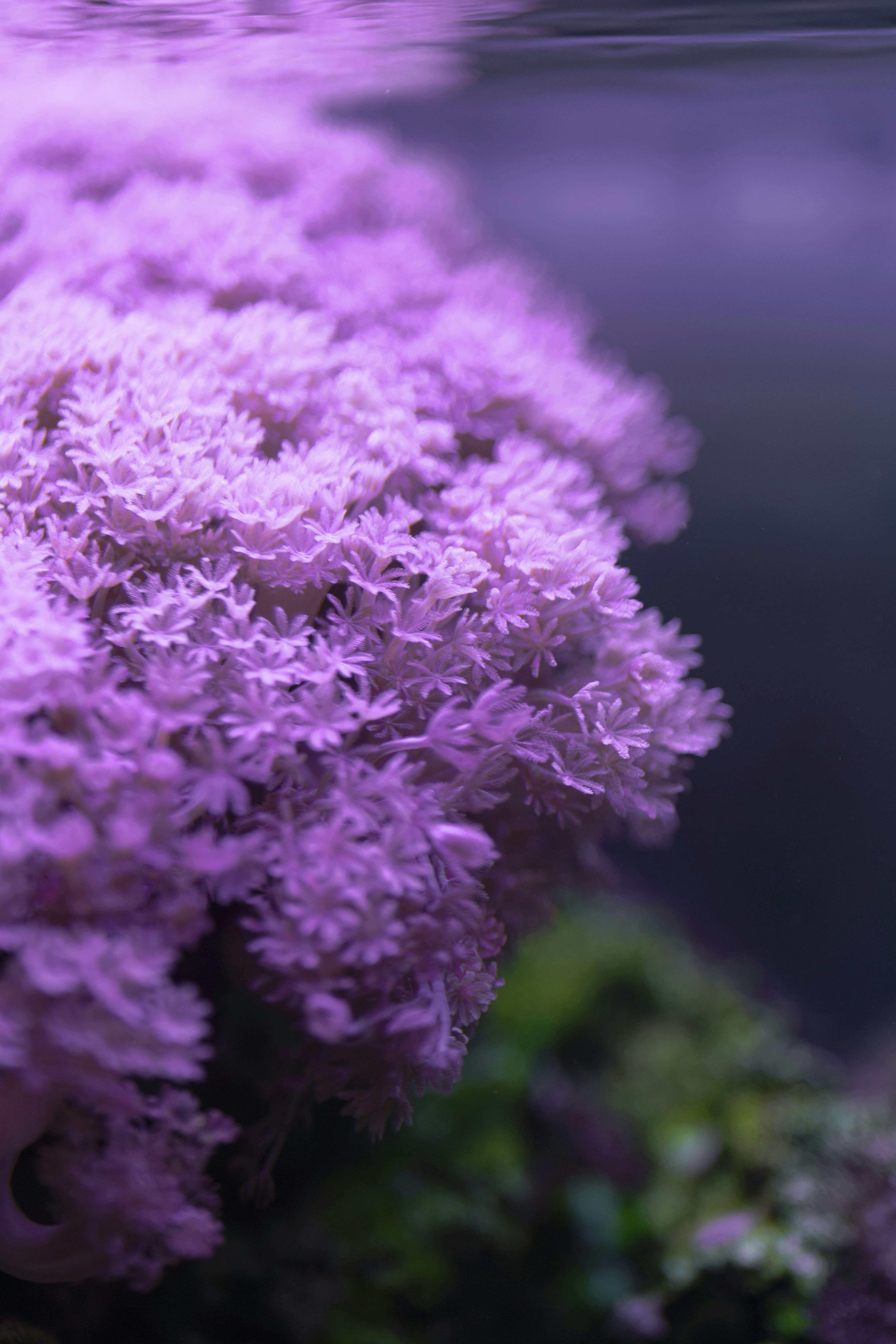 A close-up of a vibrant purple coral reef.